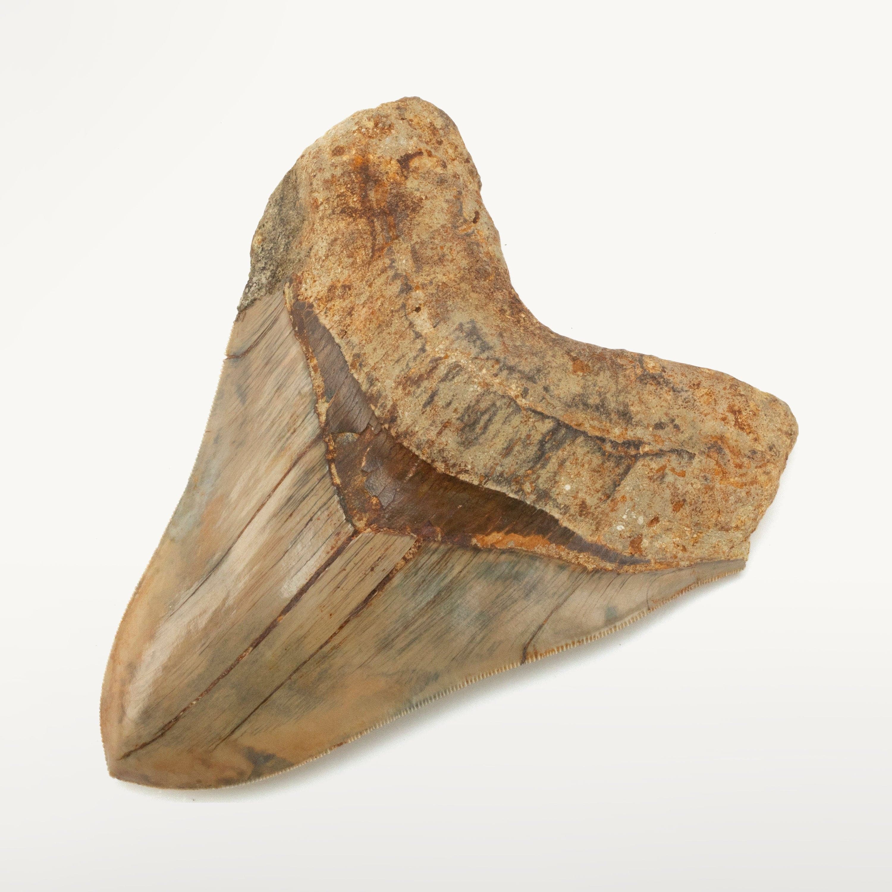 Kalifano Megalodon Teeth Natural Megalodon Tooth from Indonesia - 5.7" IST7200.008