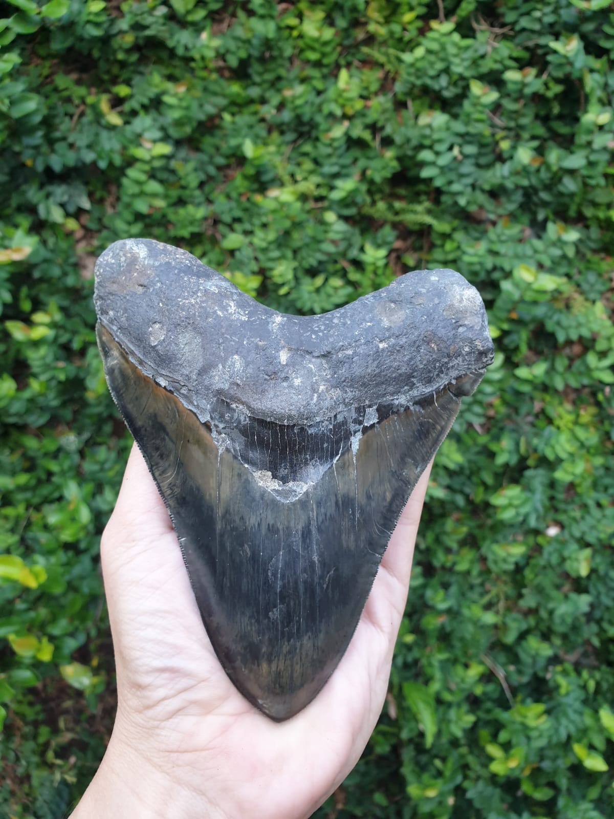 Kalifano Megalodon Teeth Natural Megalodon Tooth from Indonesia - 5.70" IST5000.001