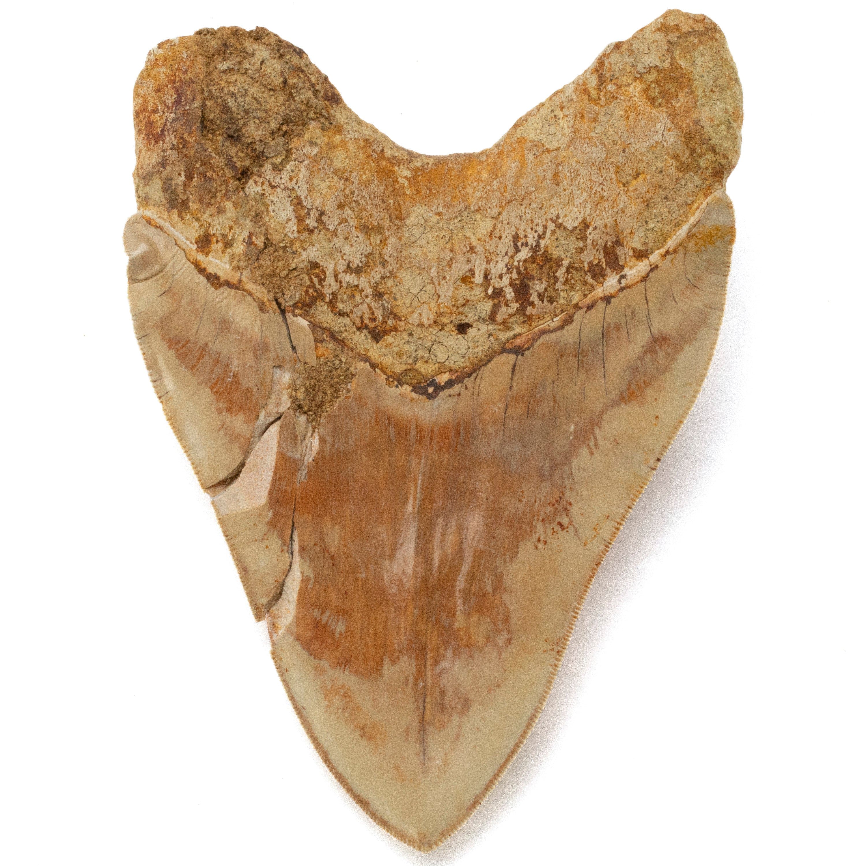 Kalifano Megalodon Teeth Natural Megalodon Tooth from Indonesia - 5.9" IST4800.014