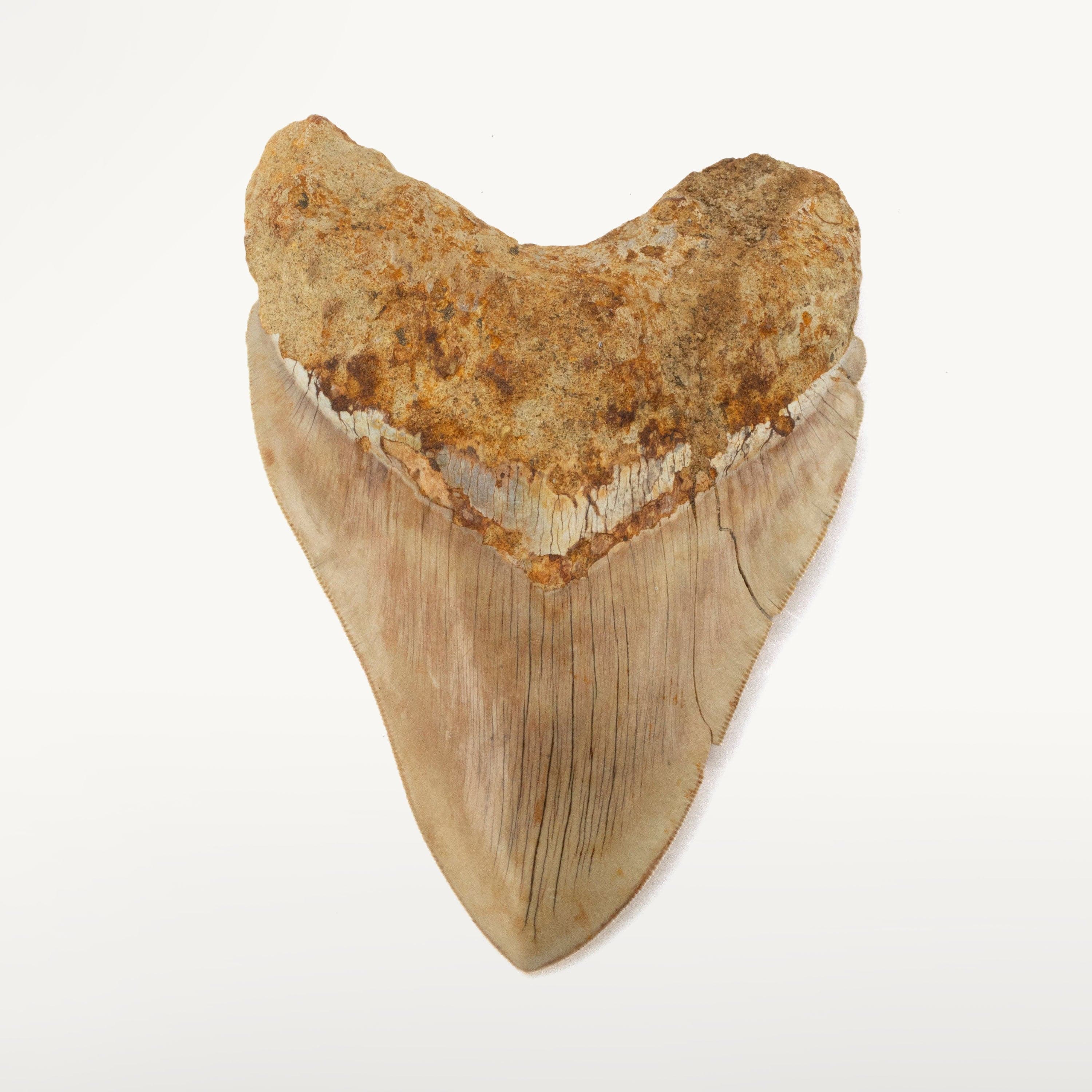 Kalifano Megalodon Teeth Natural Megalodon Tooth from Indonesia - 5.9" IST4800.014