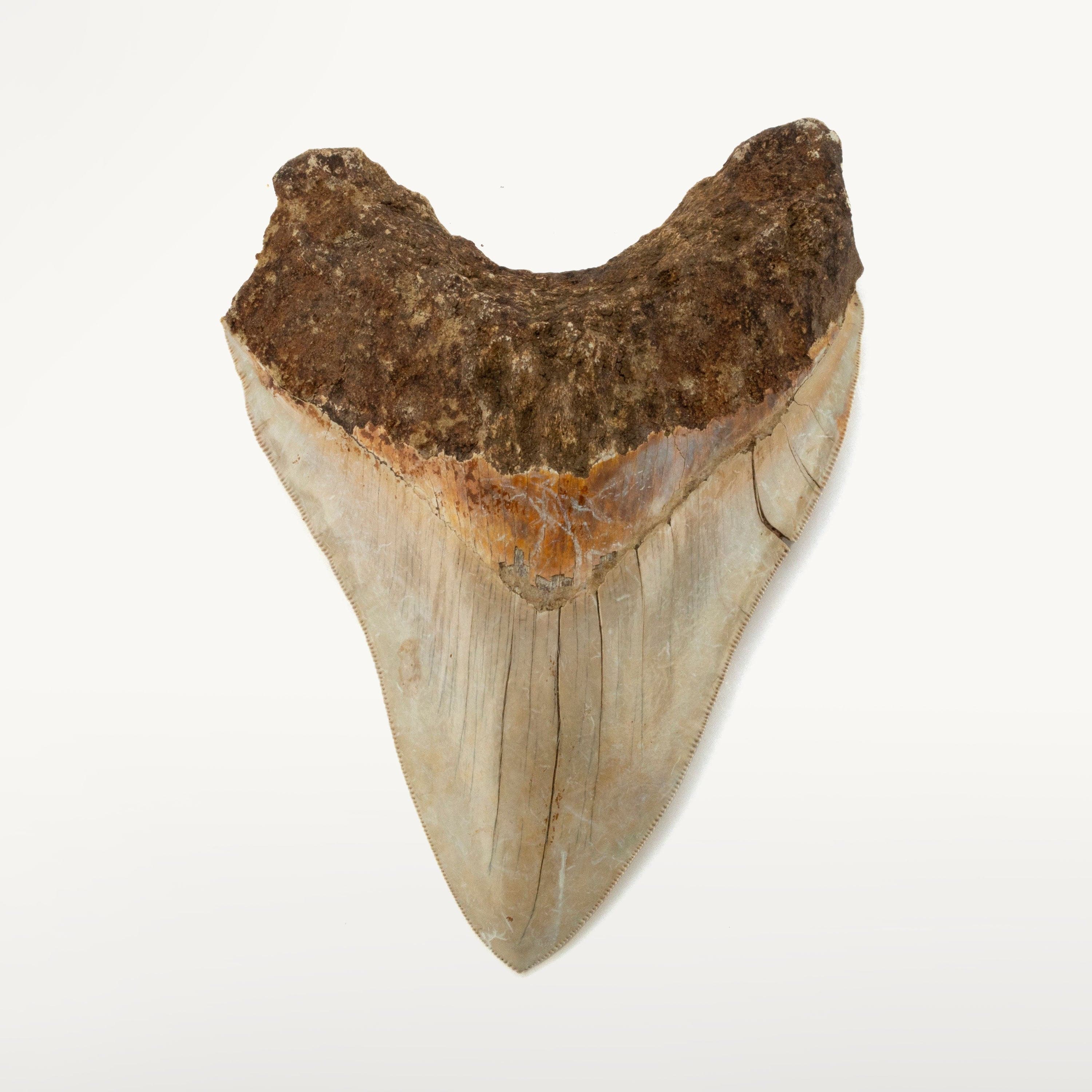 Kalifano Megalodon Teeth Natural Megalodon Tooth from Indonesia - 5.9" IST4800.015