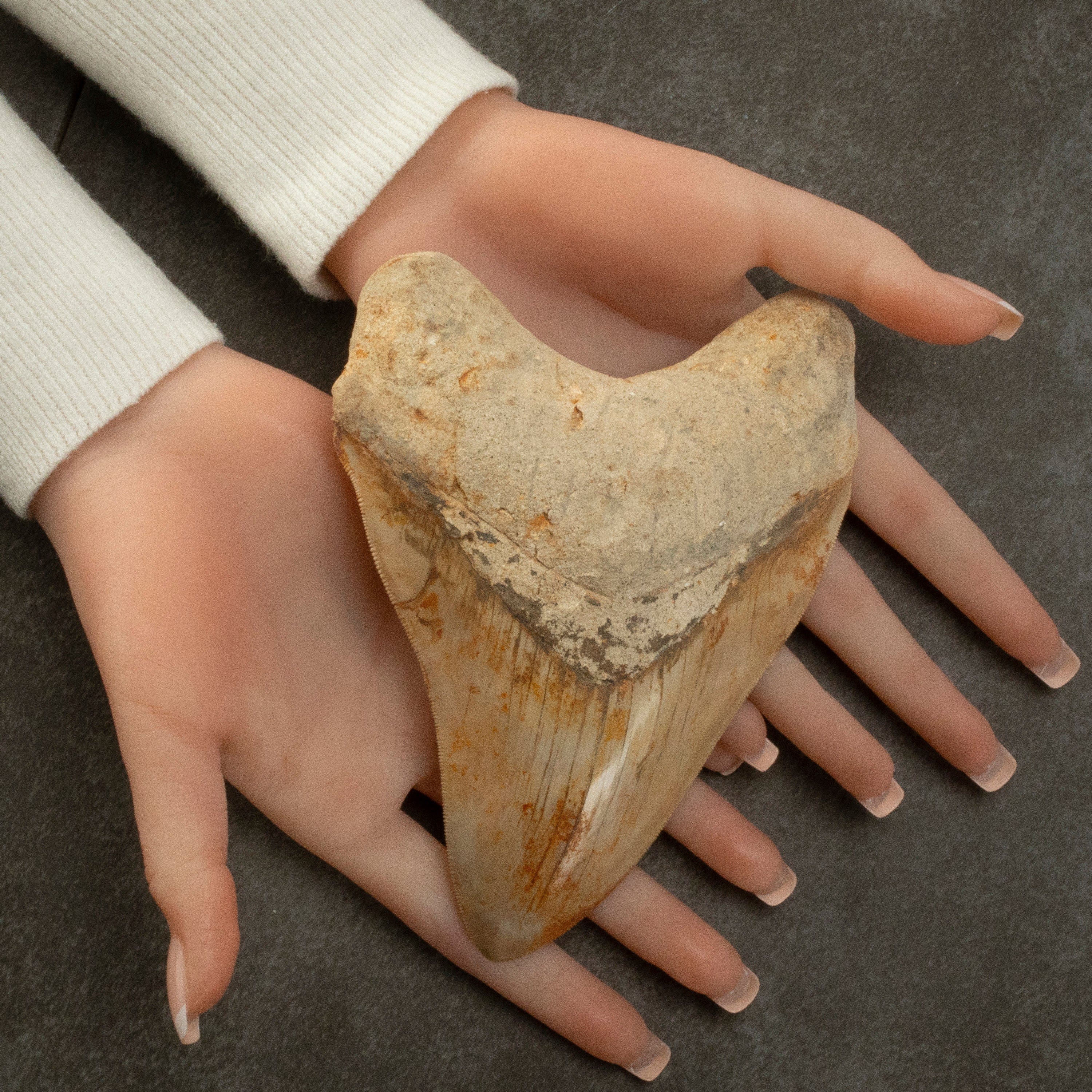 Kalifano Megalodon Teeth Natural Megalodon Tooth from Indonesia - 5.9" IST5800.008