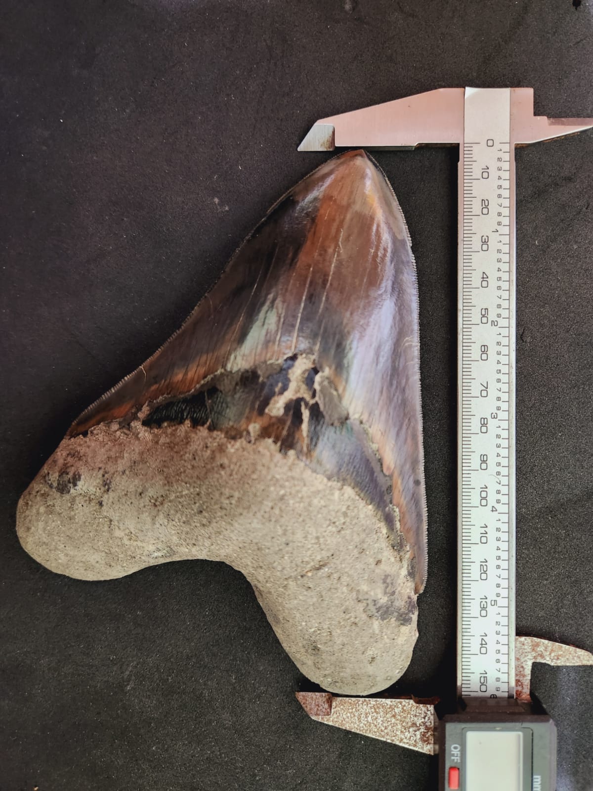Kalifano Megalodon Teeth Natural Megalodon Tooth from Indonesia - 5.96" IST4200.001