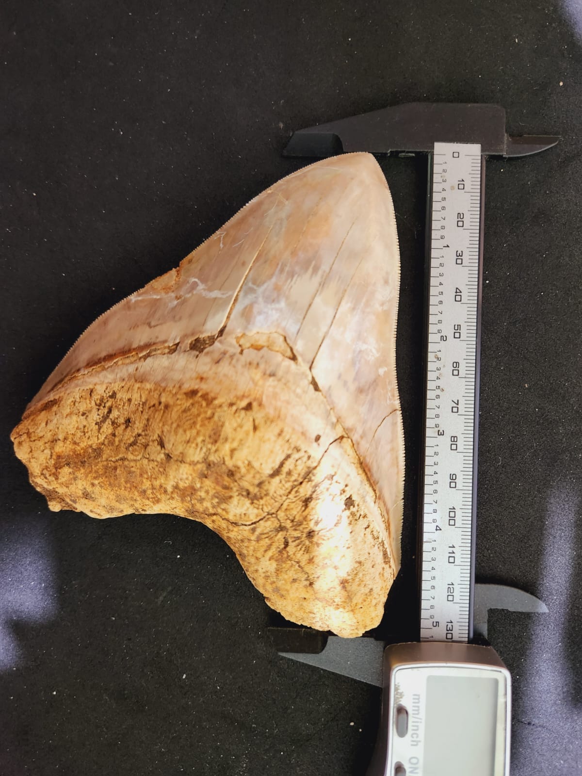 Kalifano Megalodon Teeth Natural Megalodon Tooth from Indonesia - 5" IST3200.002