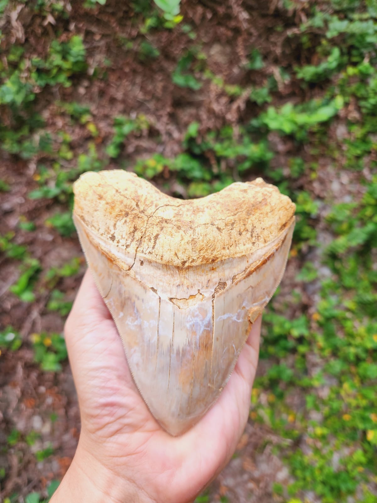 Kalifano Megalodon Teeth Natural Megalodon Tooth from Indonesia - 5" IST3200.002