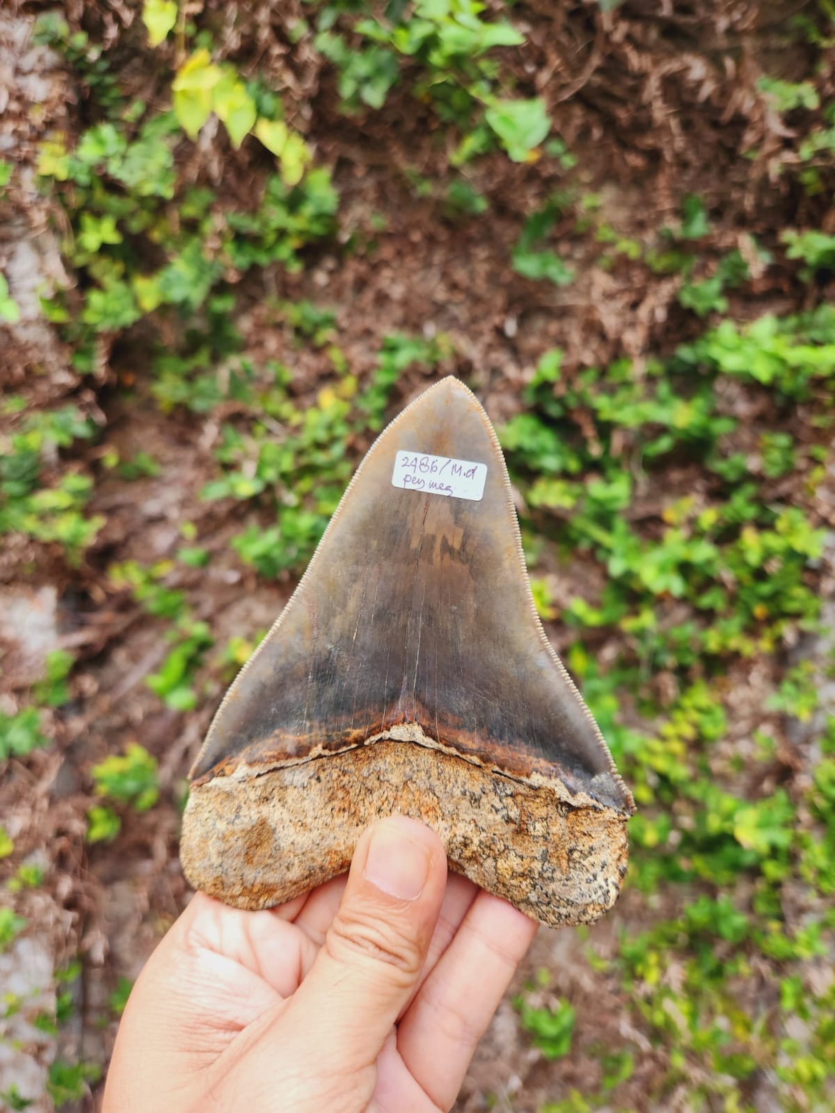 Kalifano Megalodon Teeth Natural Megalodon Tooth from Indonesia - 5" IST3600.020