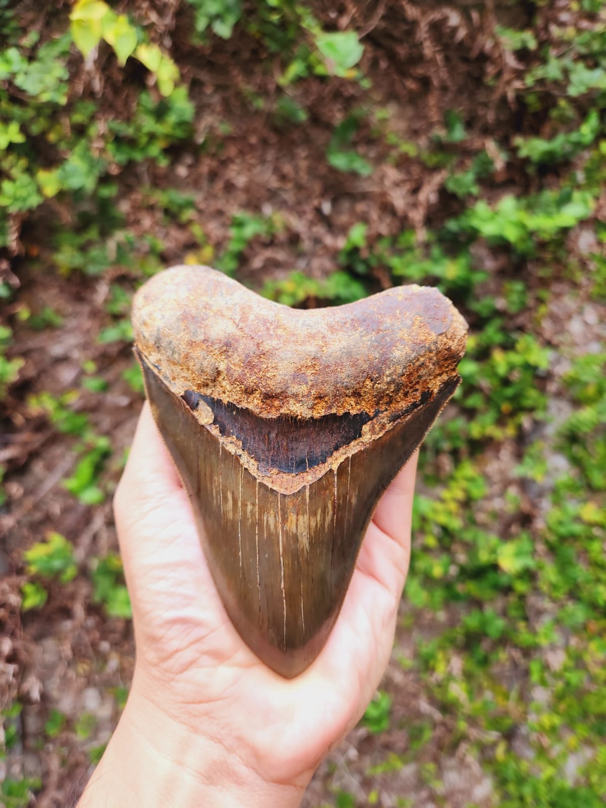 Kalifano Megalodon Teeth Natural Megalodon Tooth from Indonesia - 5" IST3600.020