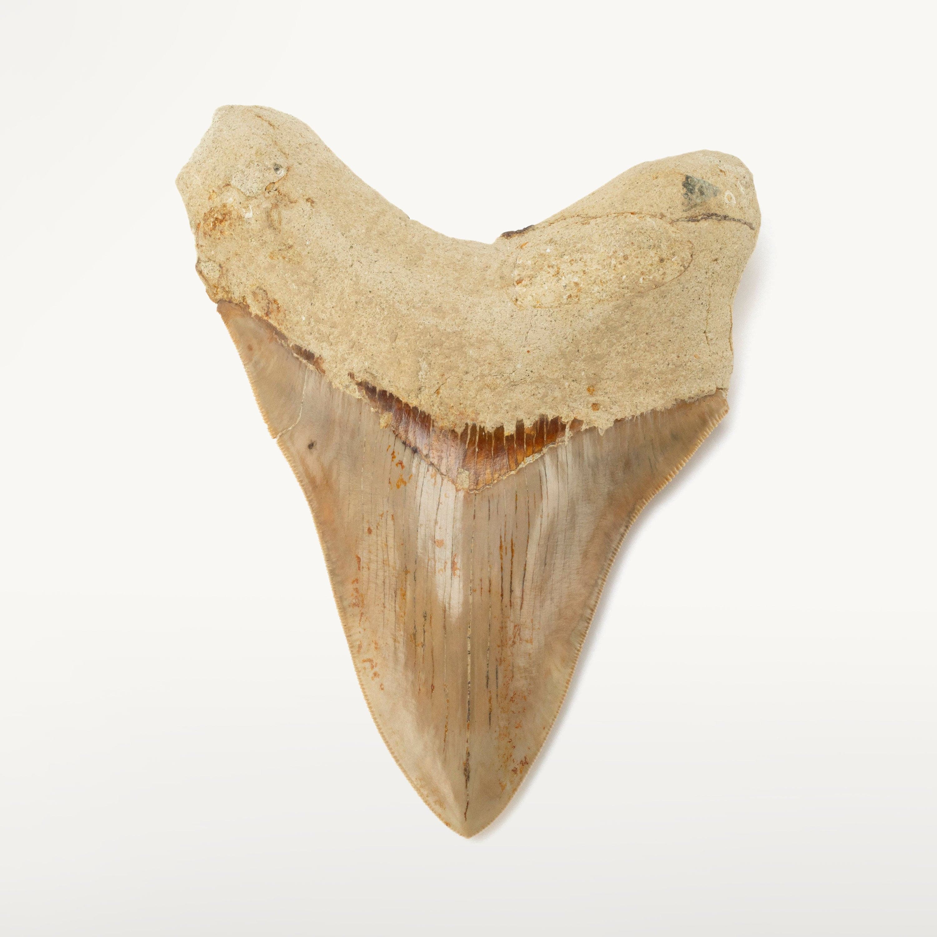 Kalifano Megalodon Teeth Natural Megalodon Tooth from Indonesia - 6.4" IST5800.009