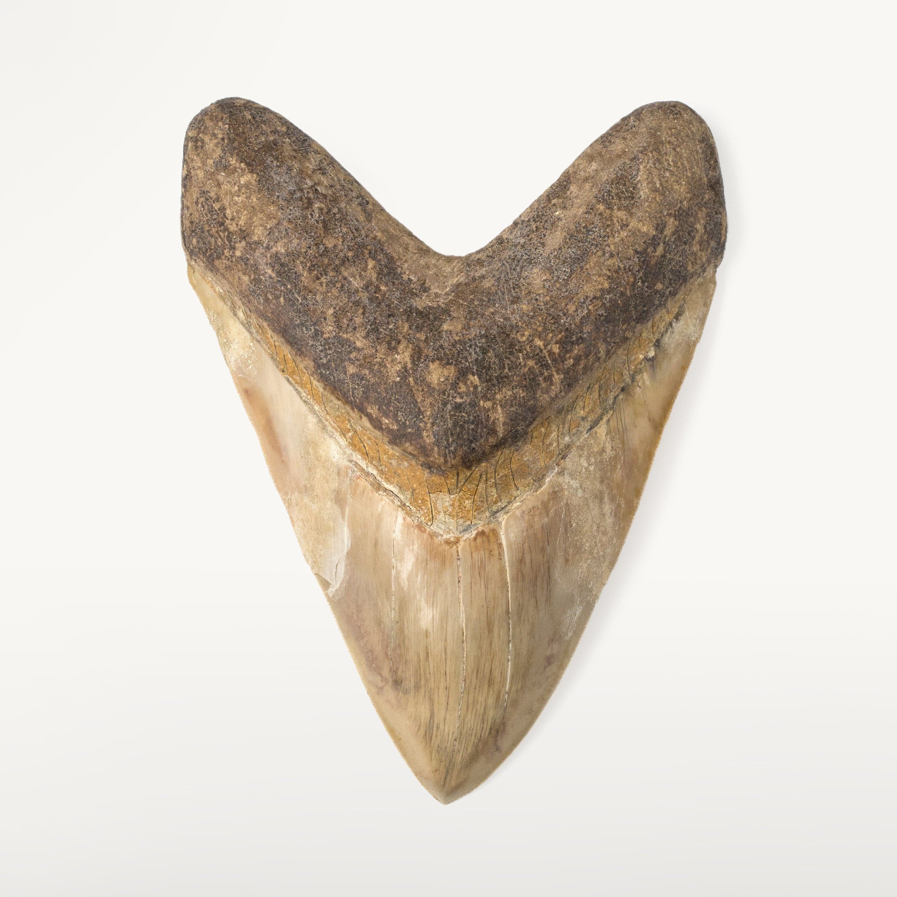 Kalifano Megalodon Teeth Natural Megalodon Tooth from Indonesia - 6.5" ST25000.002