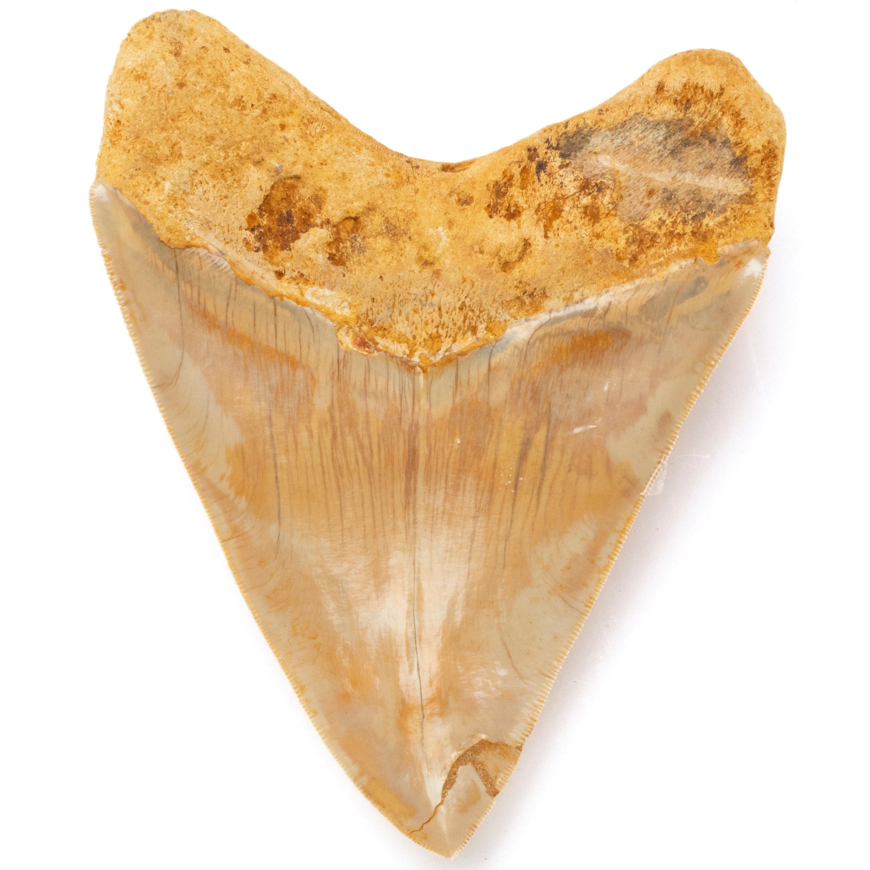 Kalifano Megalodon Teeth Natural Megalodon Tooth from Indonesia - 6" IST7200.009
