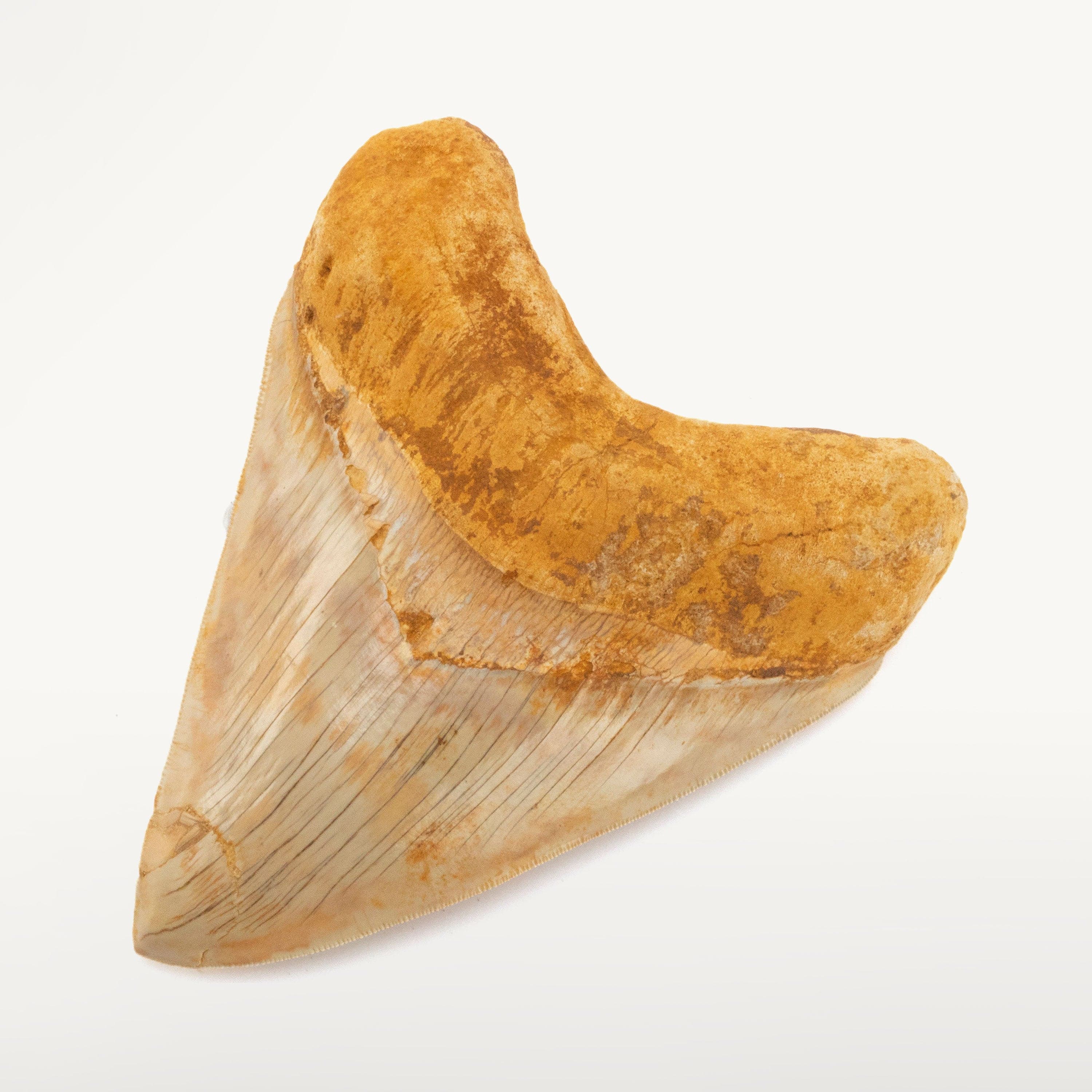 Kalifano Megalodon Teeth Natural Megalodon Tooth from Indonesia - 6" IST7200.009