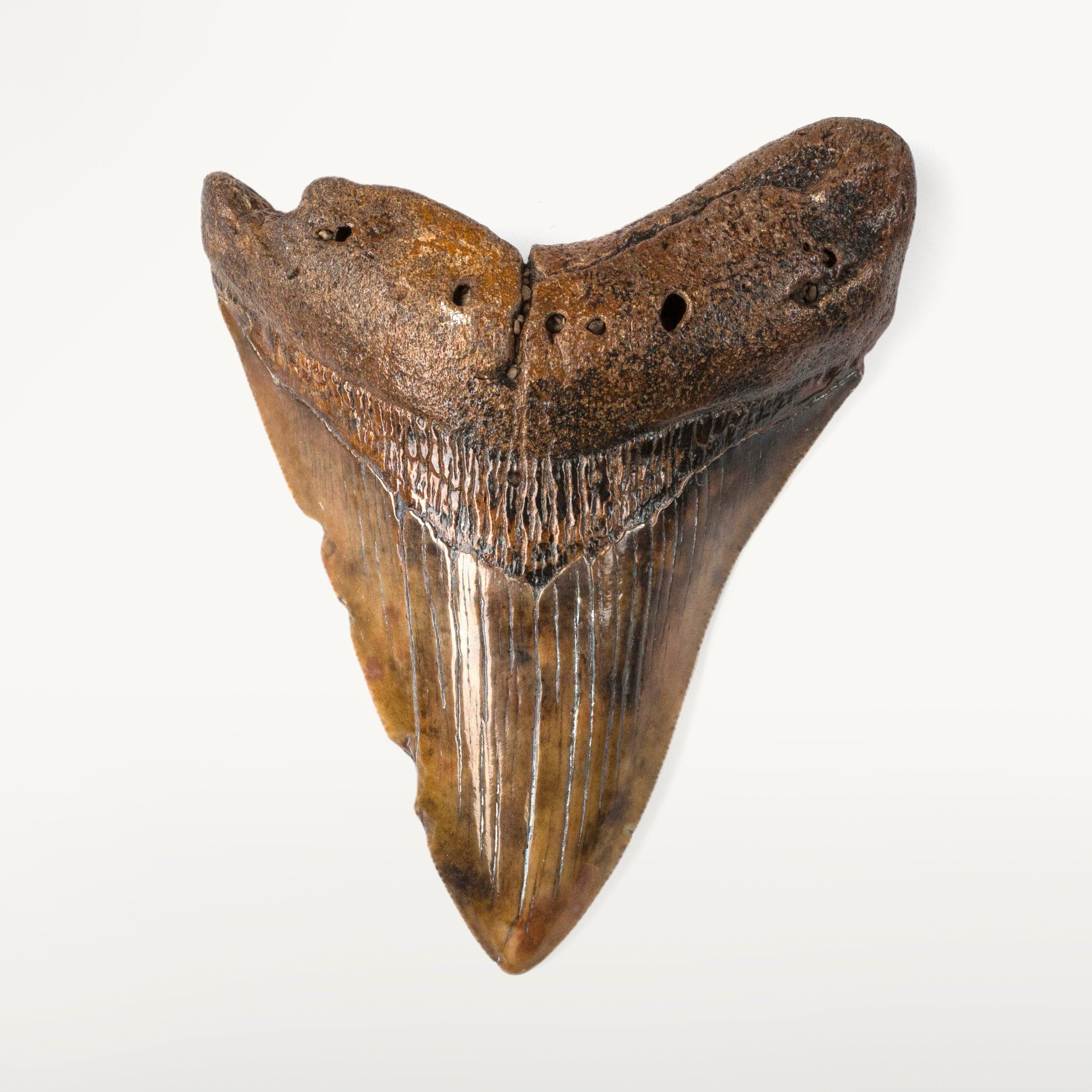 Kalifano Megalodon Teeth Natural Megalodon Tooth from South Carolina - 4.2" ST2000.050