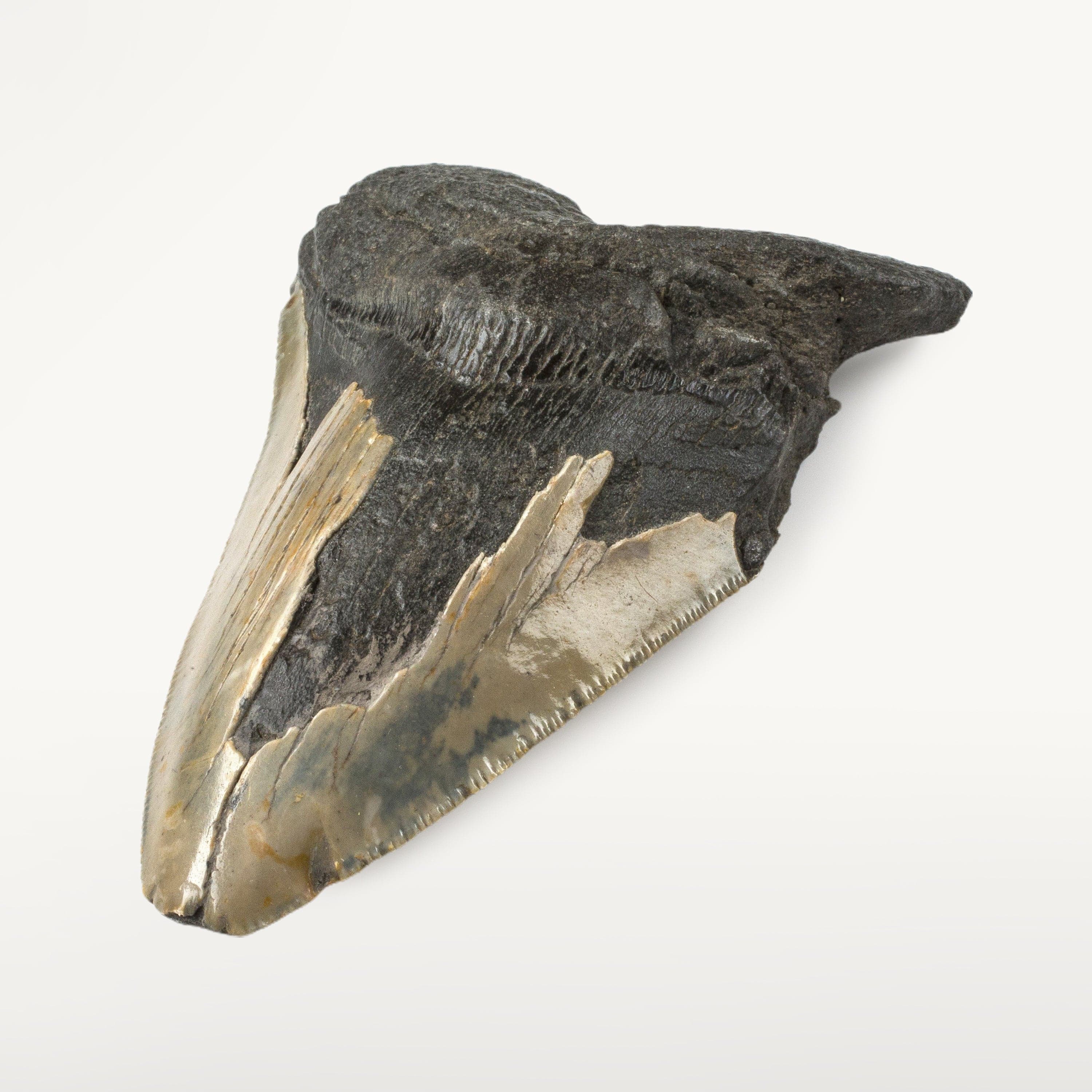 Kalifano Megalodon Teeth Natural Megalodon Tooth from South Carolina - 4.5" ST1600.006