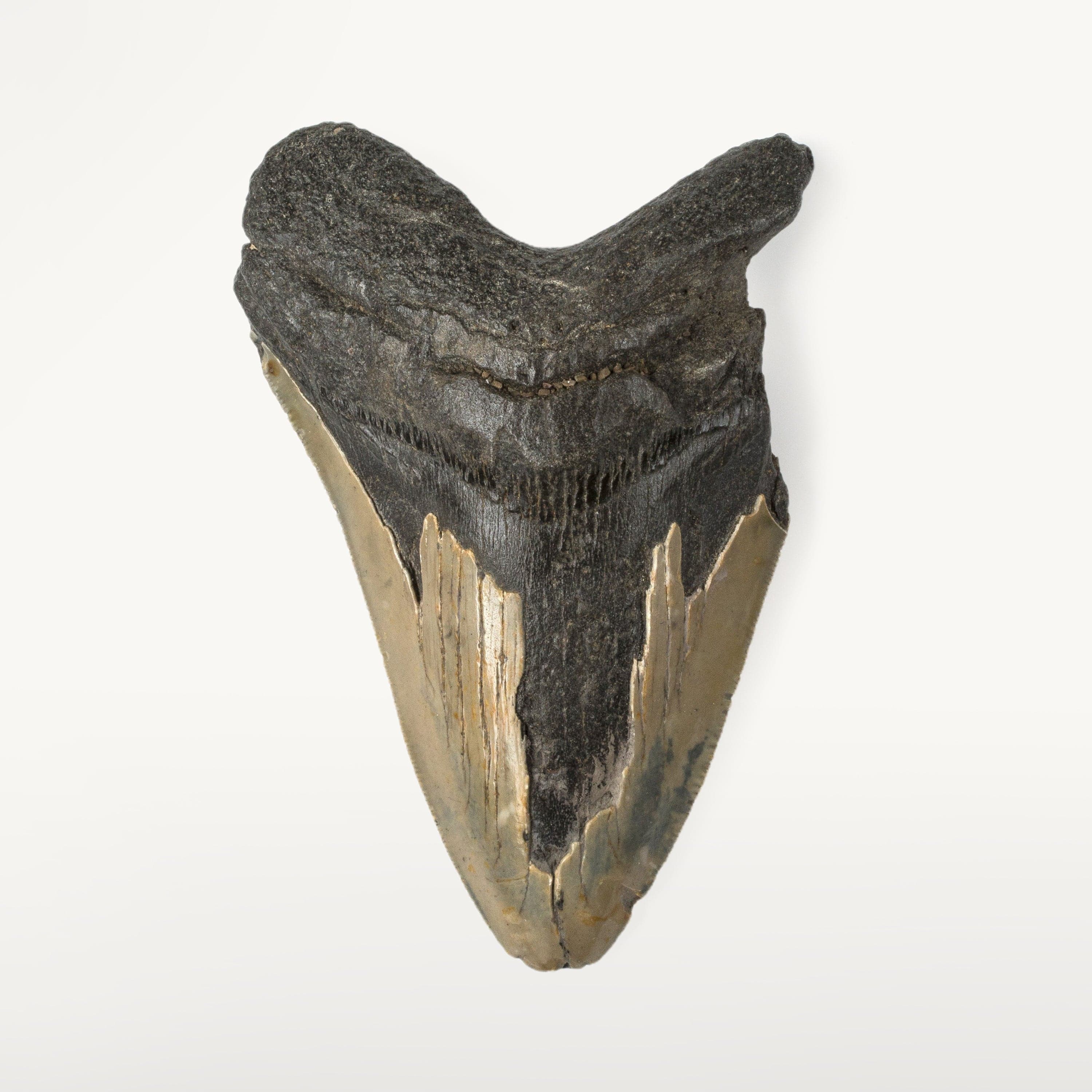 Kalifano Megalodon Teeth Natural Megalodon Tooth from South Carolina - 4.5" ST1600.006