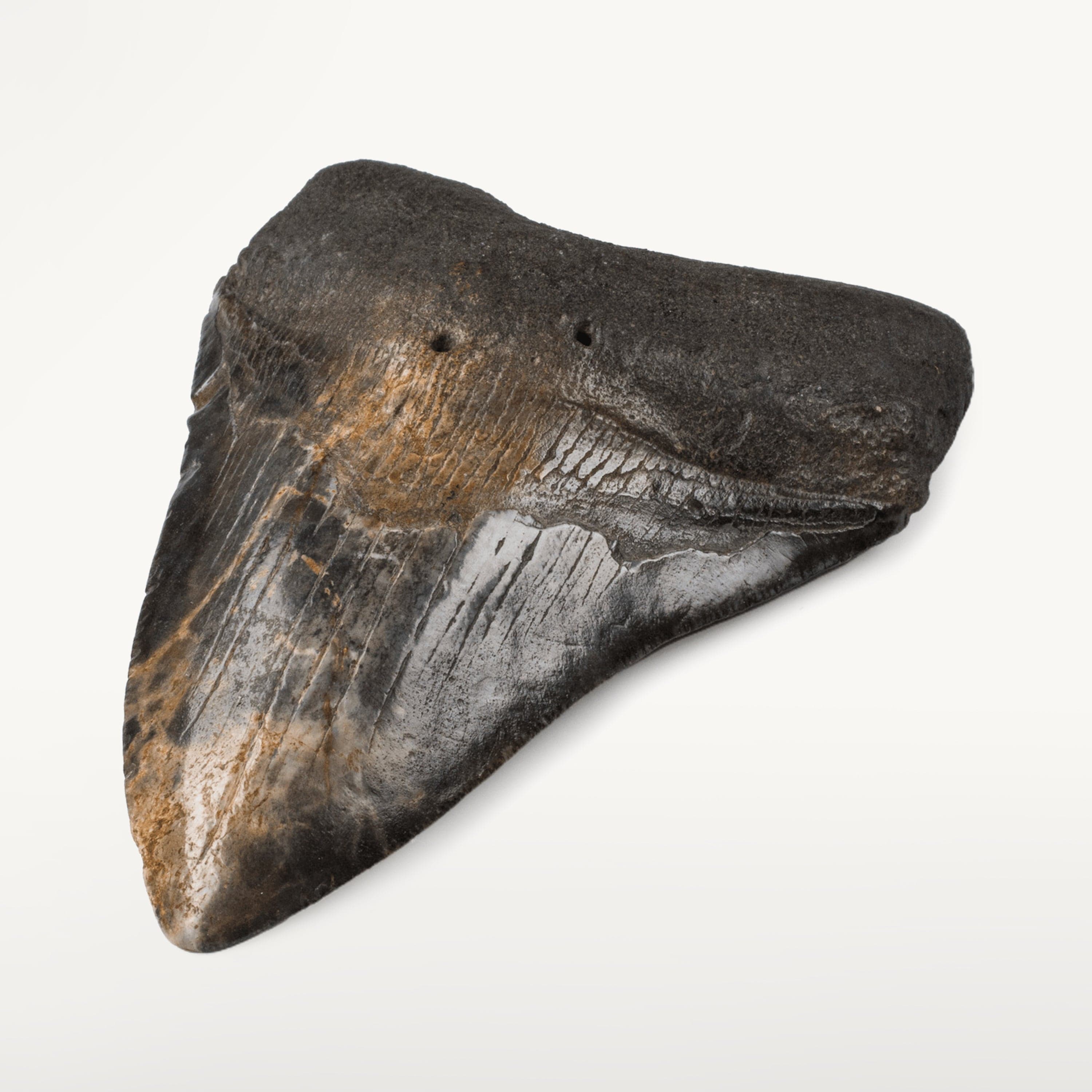 Kalifano Megalodon Teeth Natural Megalodon Tooth from South Carolina - 4.6" ST2000.028