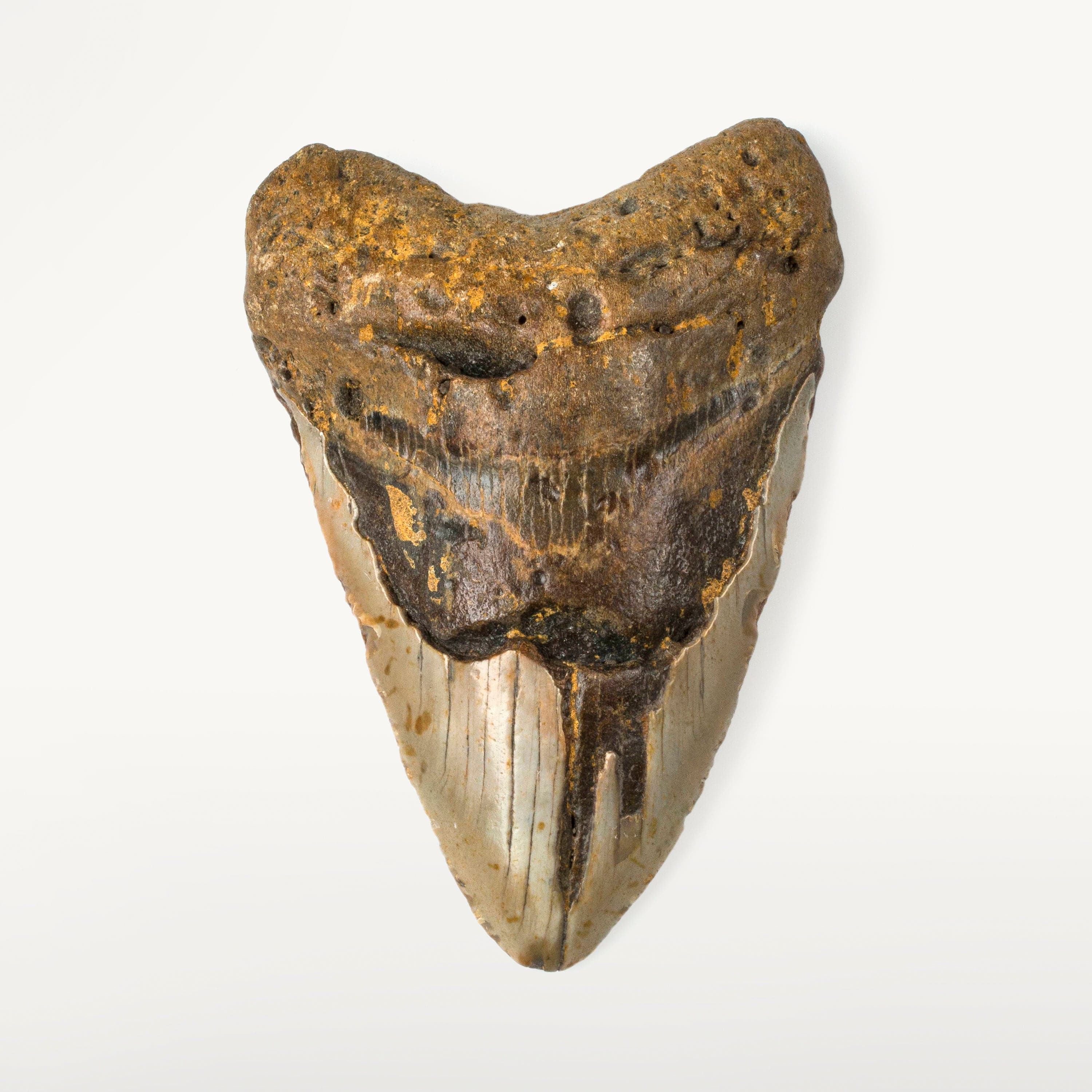 Kalifano Megalodon Teeth Natural Megalodon Tooth from South Carolina - 4.6" ST2000.051