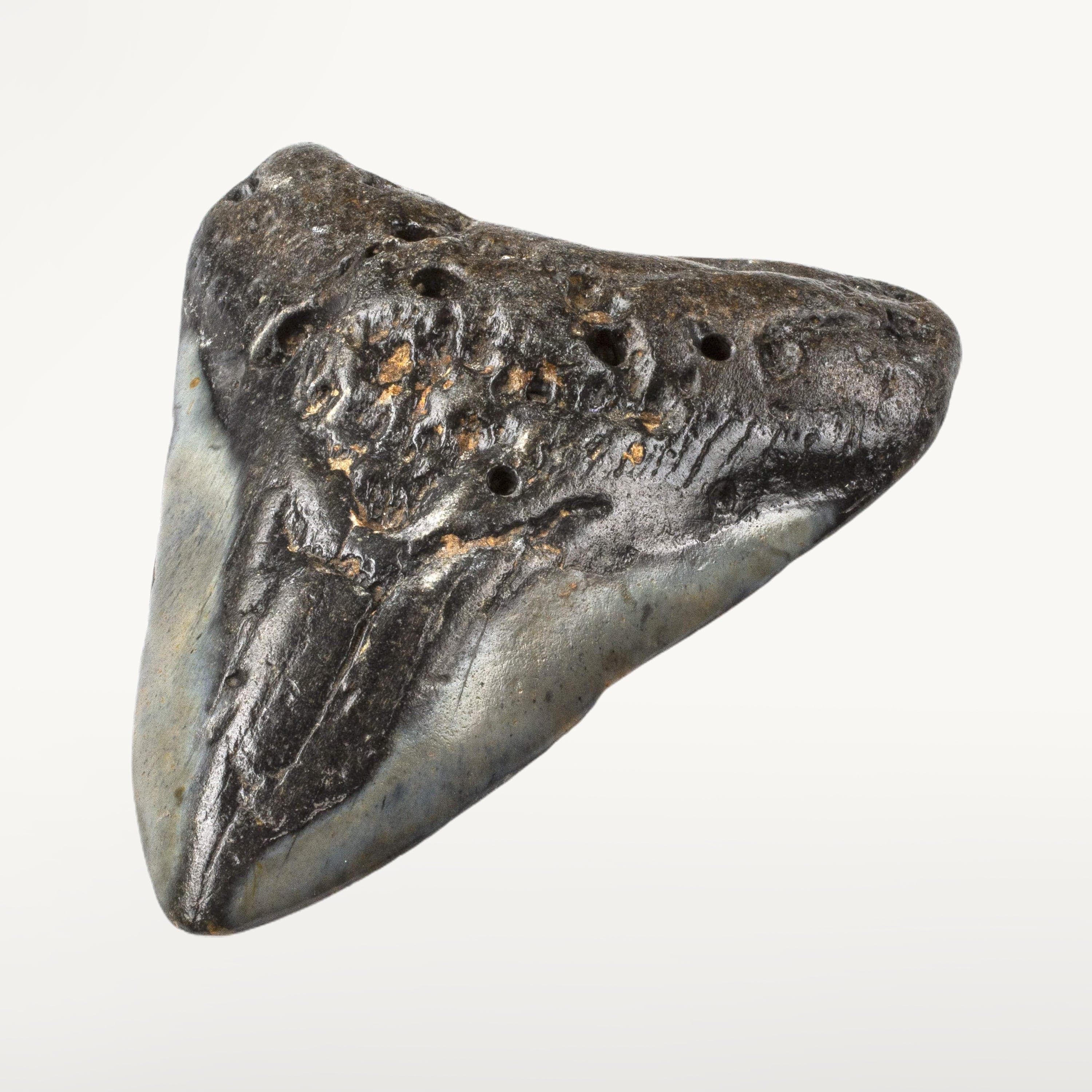 Kalifano Megalodon Teeth Natural Megalodon Tooth from South Carolina - 4.6" ST2400.012