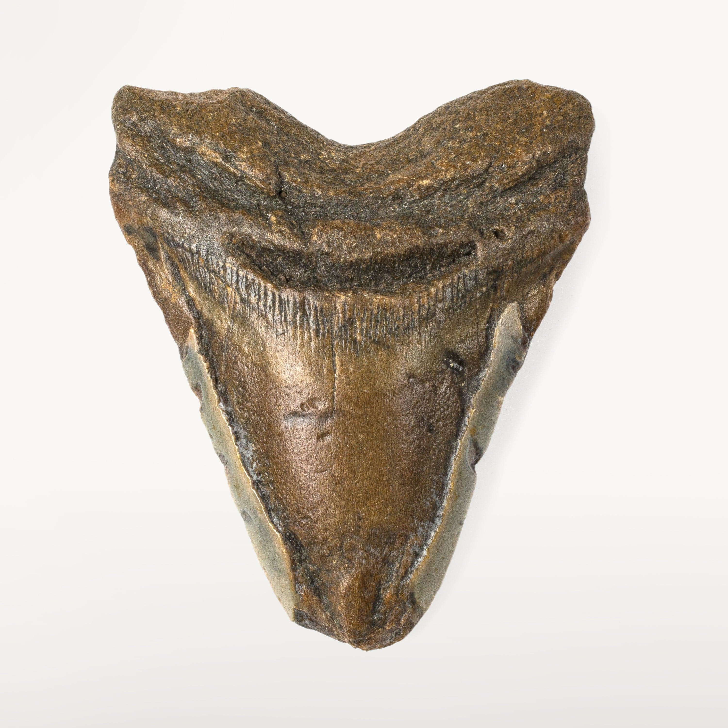 Kalifano Megalodon Teeth Natural Megalodon Tooth from South Carolina - 4.6" ST2400.013