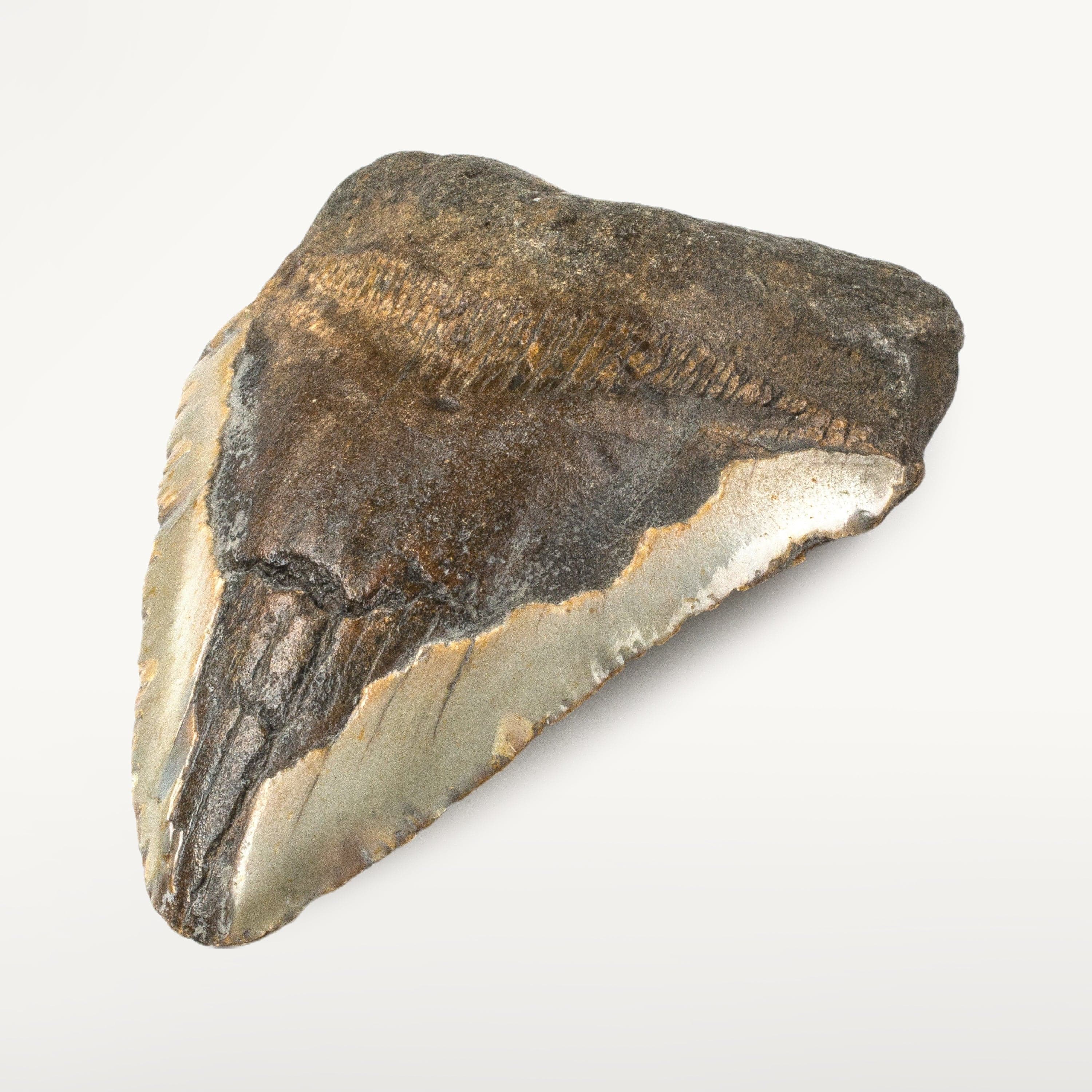 Kalifano Megalodon Teeth Natural Megalodon Tooth from South Carolina - 4.7" ST1600.005