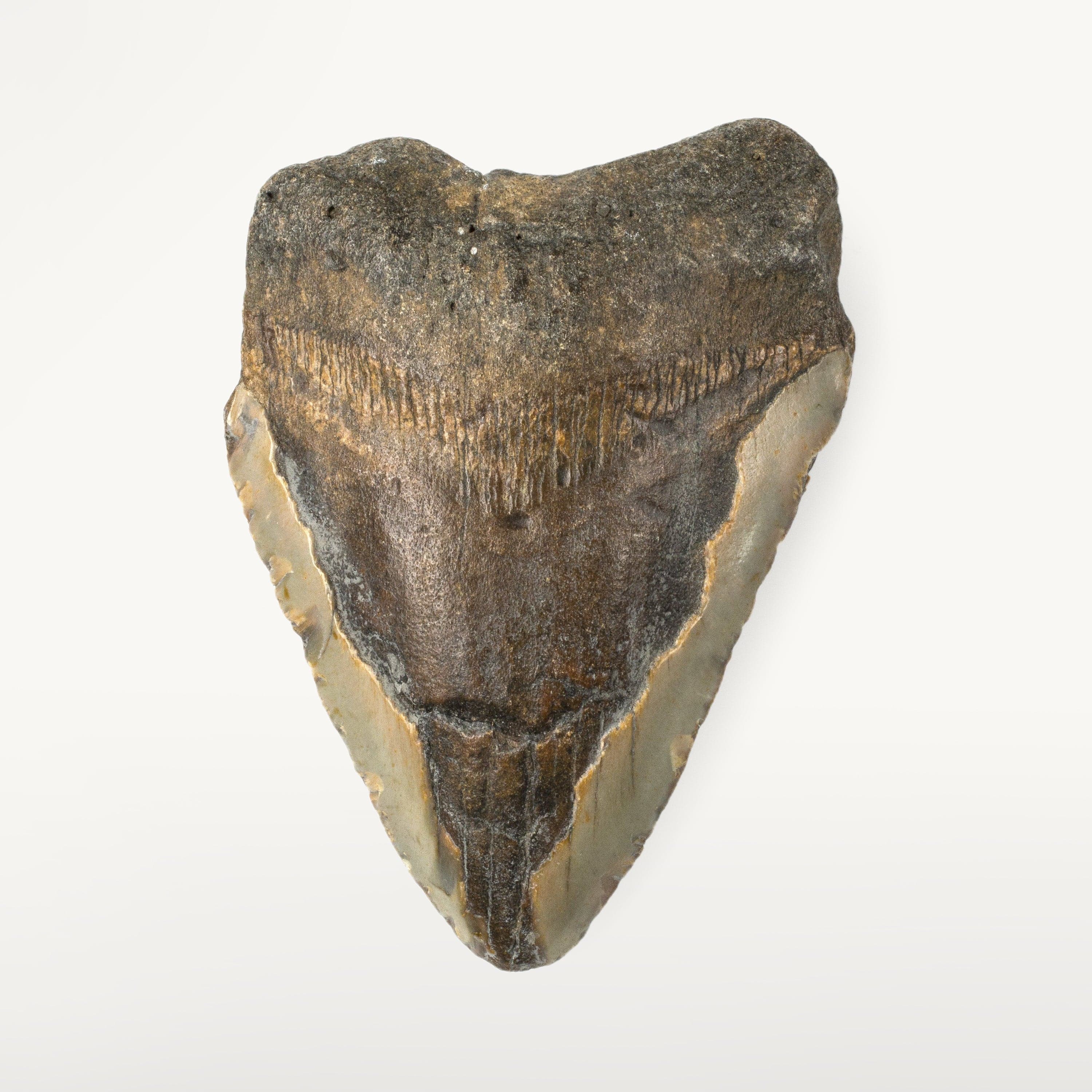 Kalifano Megalodon Teeth Natural Megalodon Tooth from South Carolina - 4.7" ST1600.005
