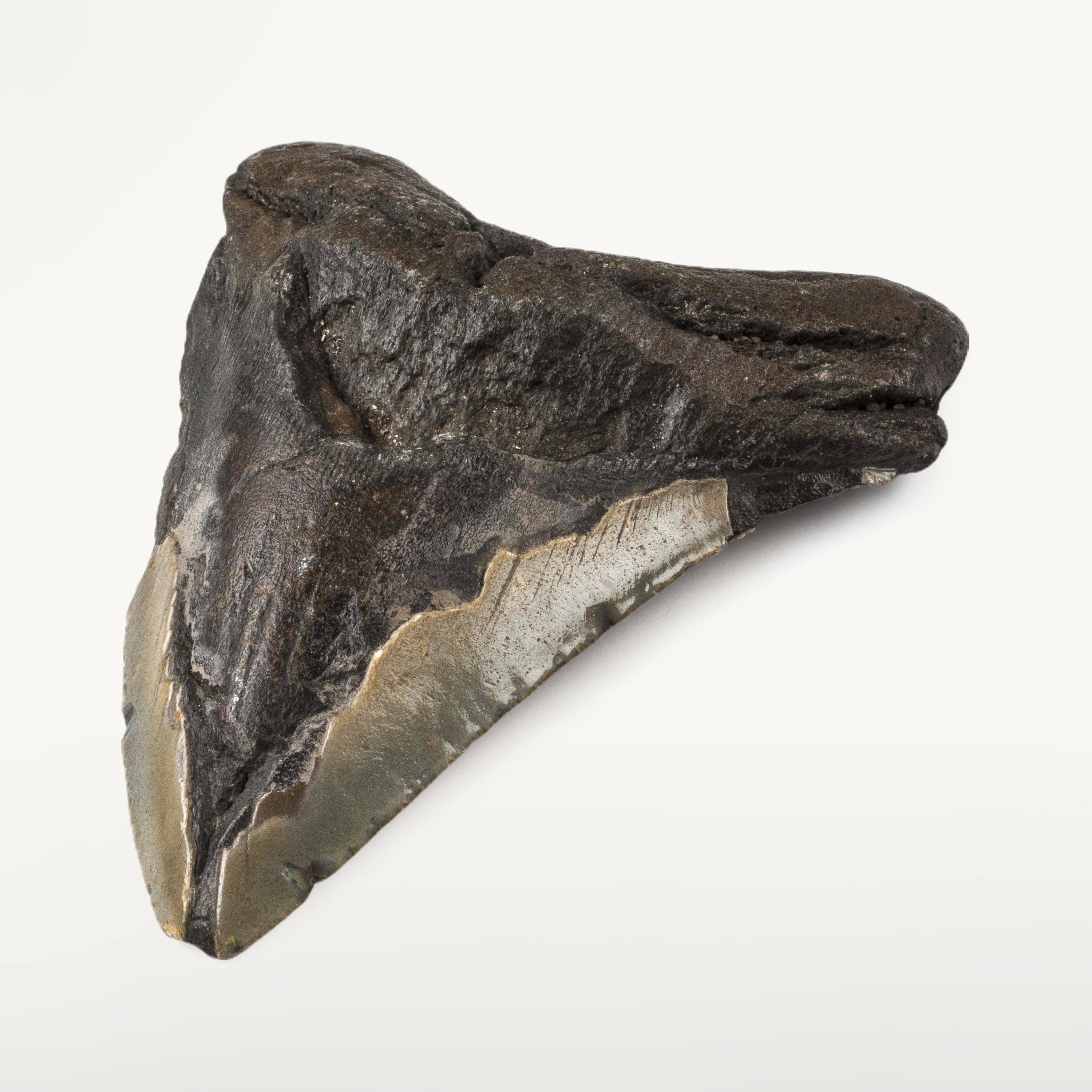 Kalifano Megalodon Teeth Natural Megalodon Tooth from South Carolina - 4.7" ST2400.018