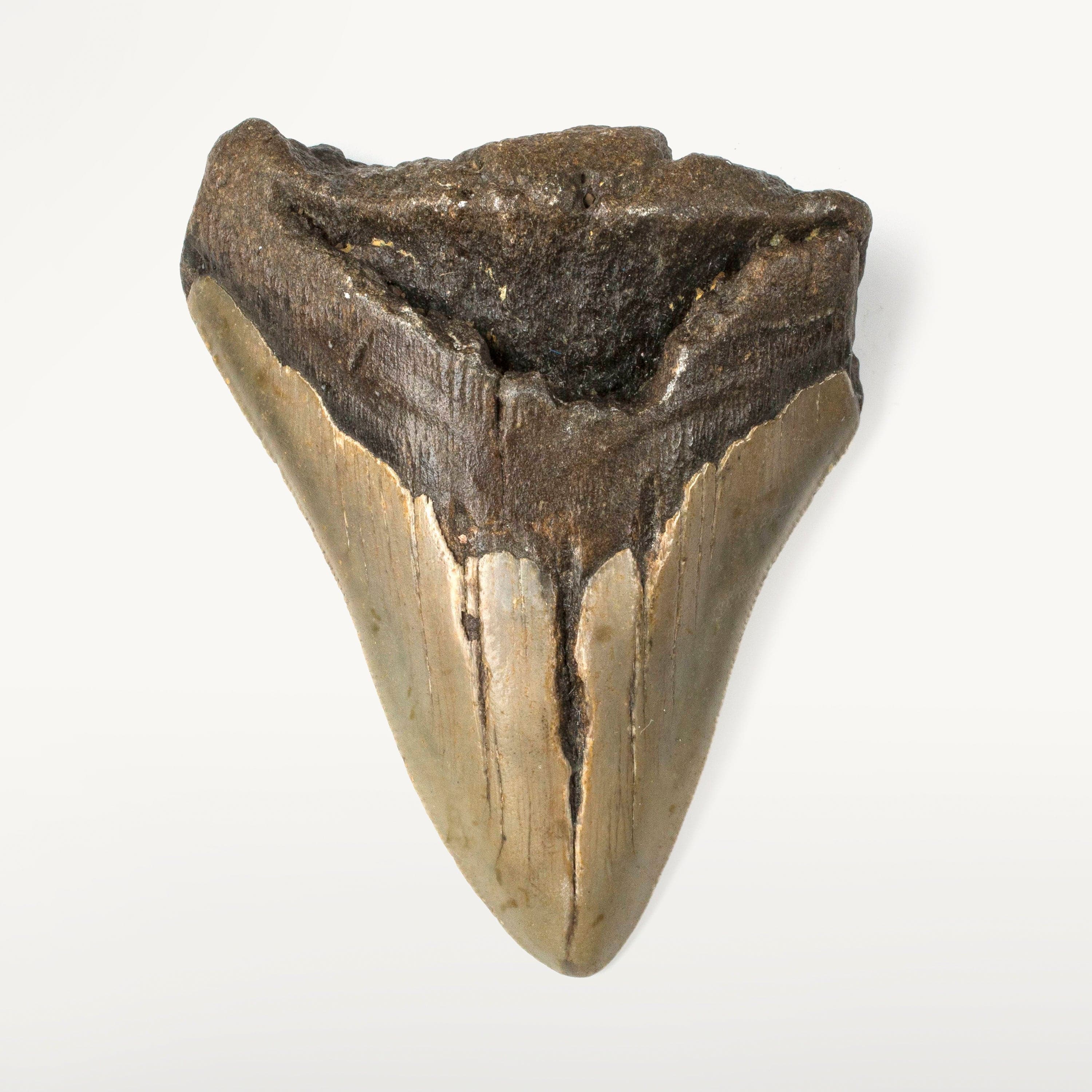 Kalifano Megalodon Teeth Natural Megalodon Tooth from South Carolina - 4" ST2000.055