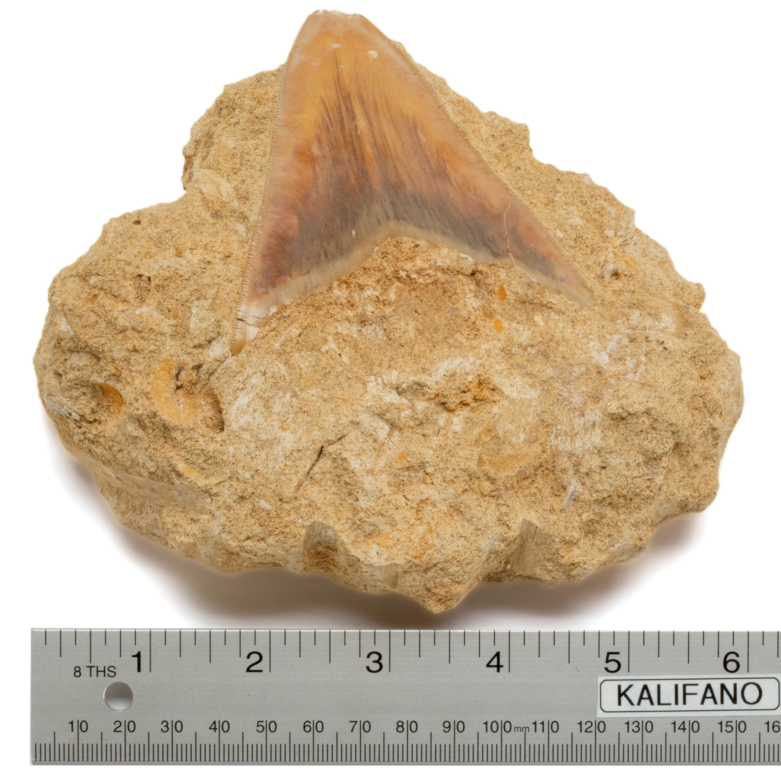 Kalifano Megalodon Teeth Natural Megalodon Tooth in Matrix from Indonesia - 3.7" IST3000.003