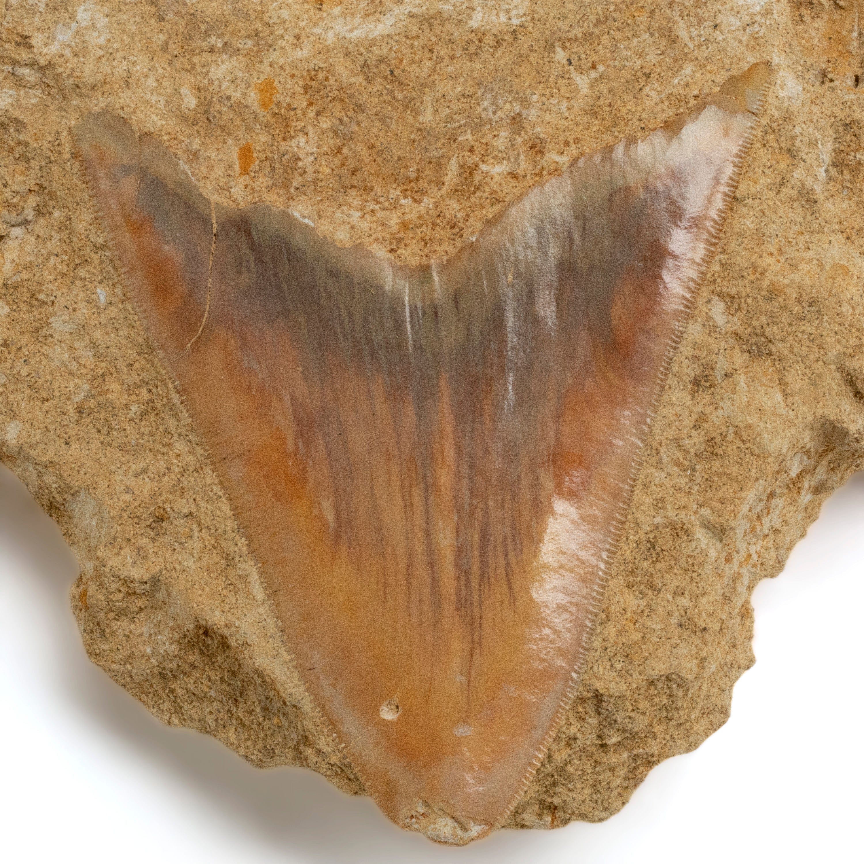 Kalifano Megalodon Teeth Natural Megalodon Tooth in Matrix from Indonesia - 3.7" IST3000.003