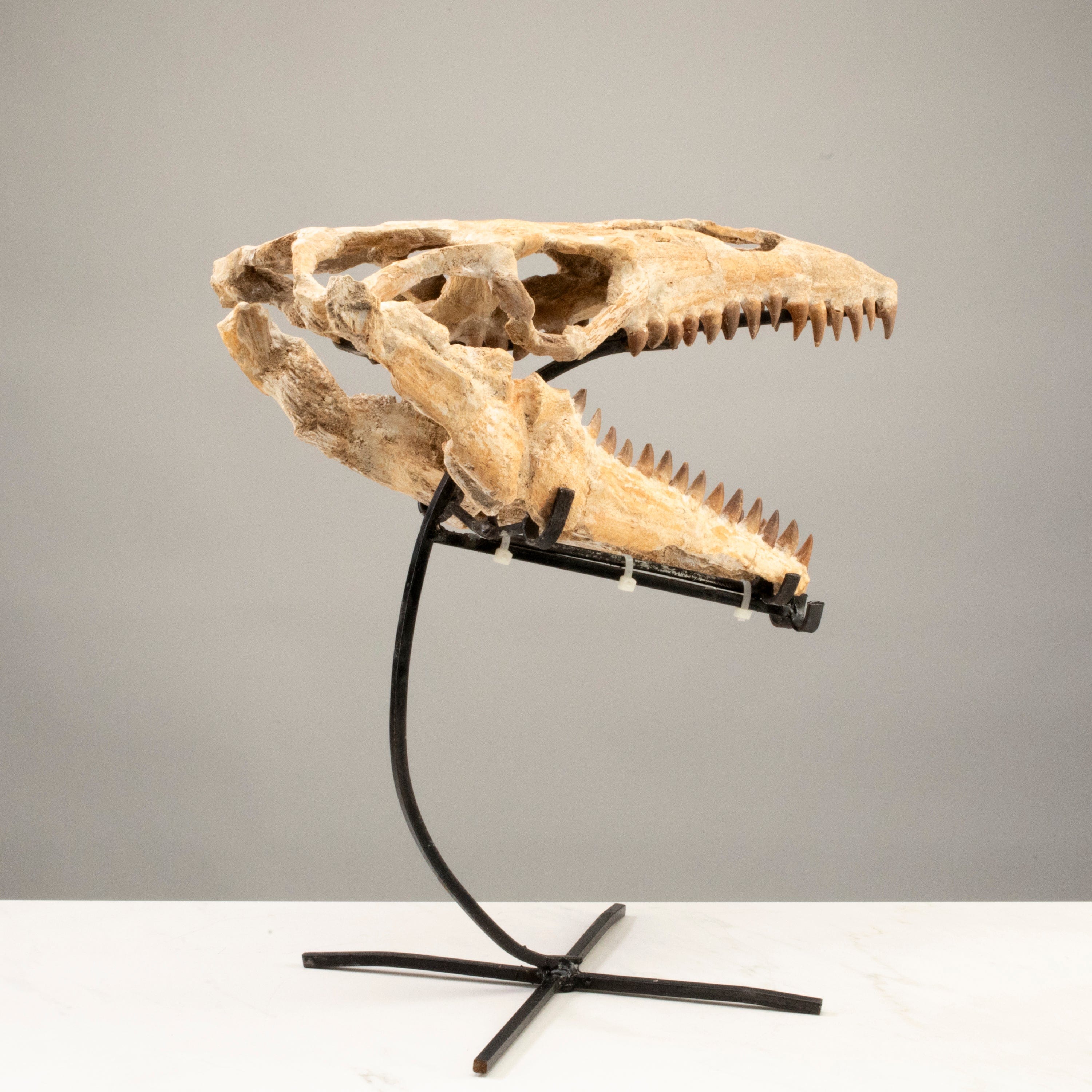 Kalifano Mosasaurus Fossils Moroccan Mosasaurus Jaw Fossil  on Custom Stand - 17" MOST30000.001