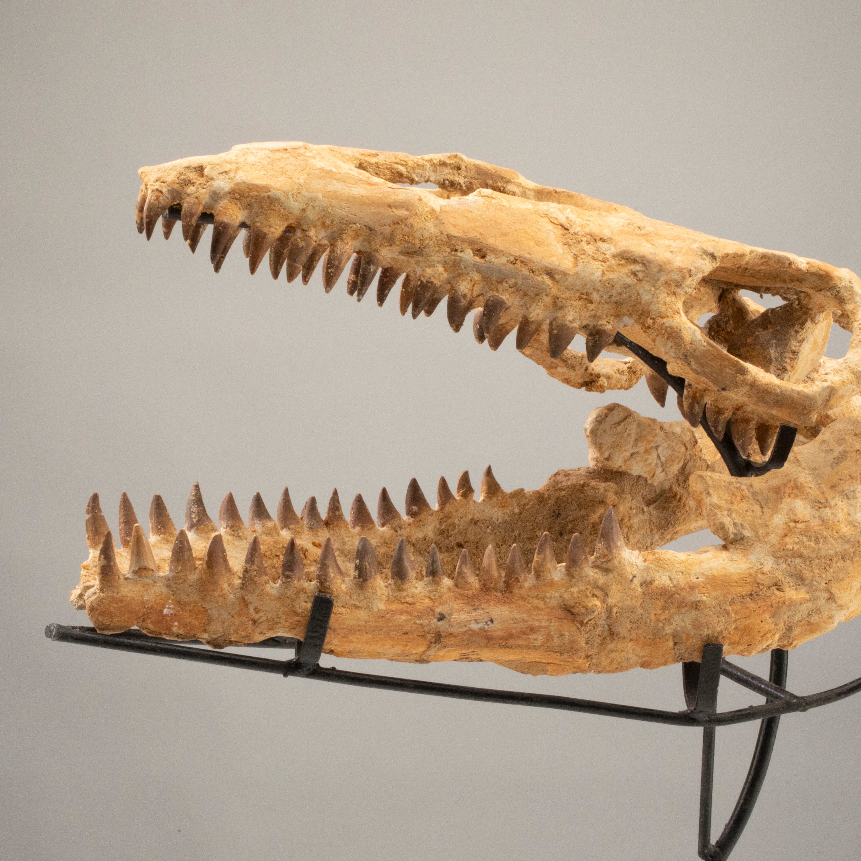 Kalifano Mosasaurus Fossils Moroccan Mosasaurus Jaw Fossil  on Custom Stand - 21" MOST32000.003