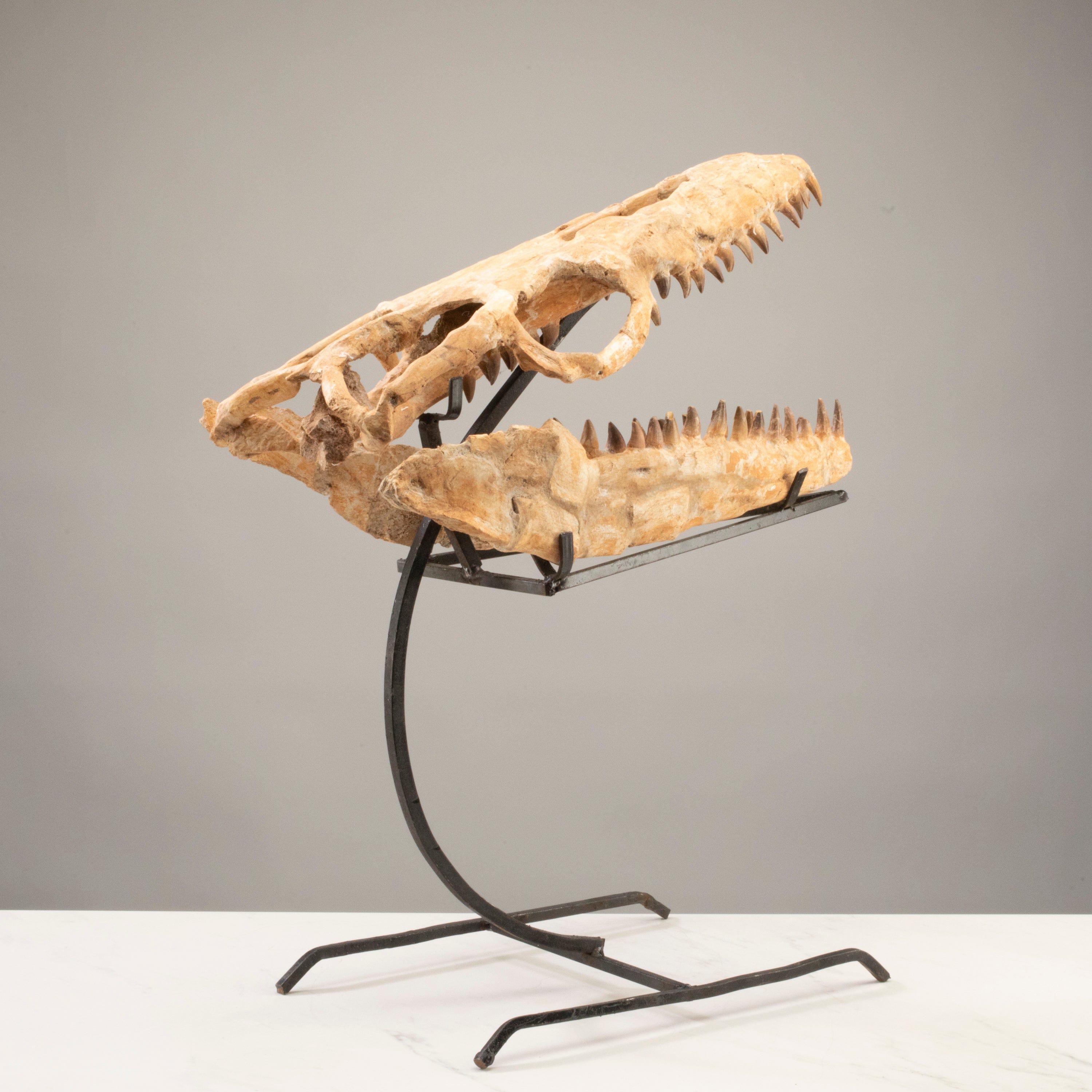Kalifano Mosasaurus Fossils Moroccan Mosasaurus Jaw Fossil  on Custom Stand - 22" MOST32000.002