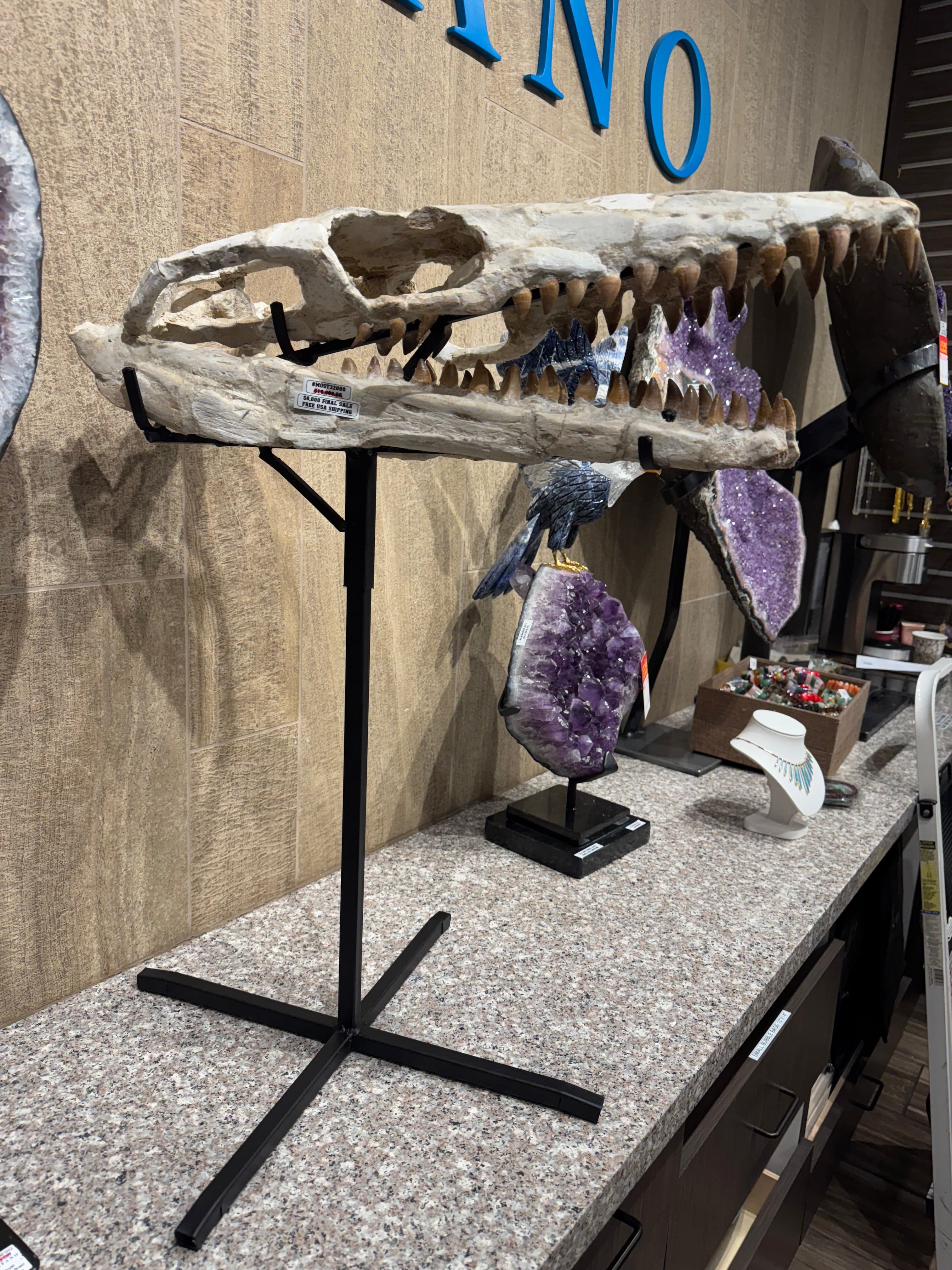 Kalifano Mosasaurus Fossils Moroccan Mosasaurus Jaw Fossil  on Custom Stand - 24" MOST32000.004