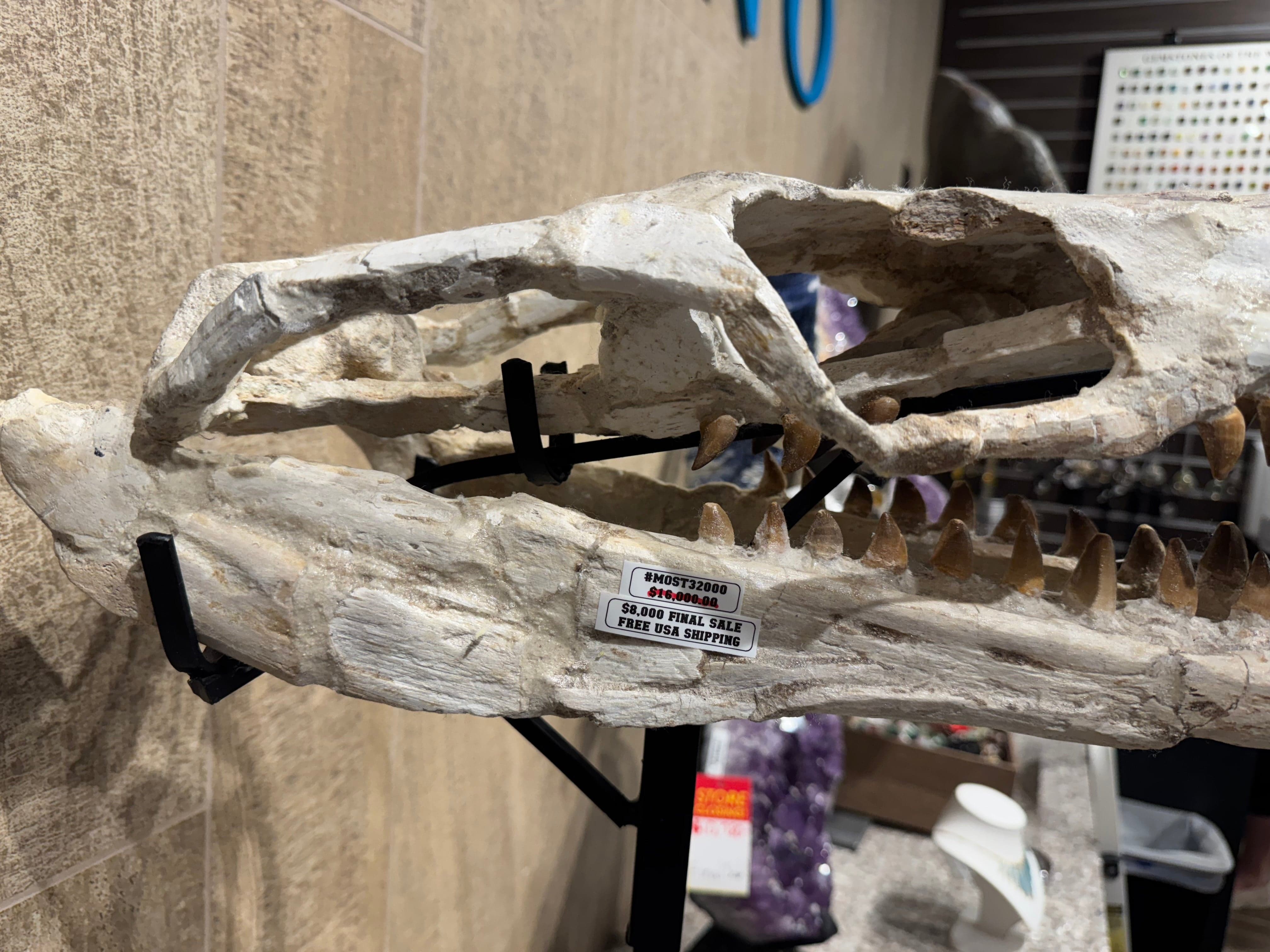 Kalifano Mosasaurus Fossils Moroccan Mosasaurus Jaw Fossil  on Custom Stand - 24" MOST32000.004