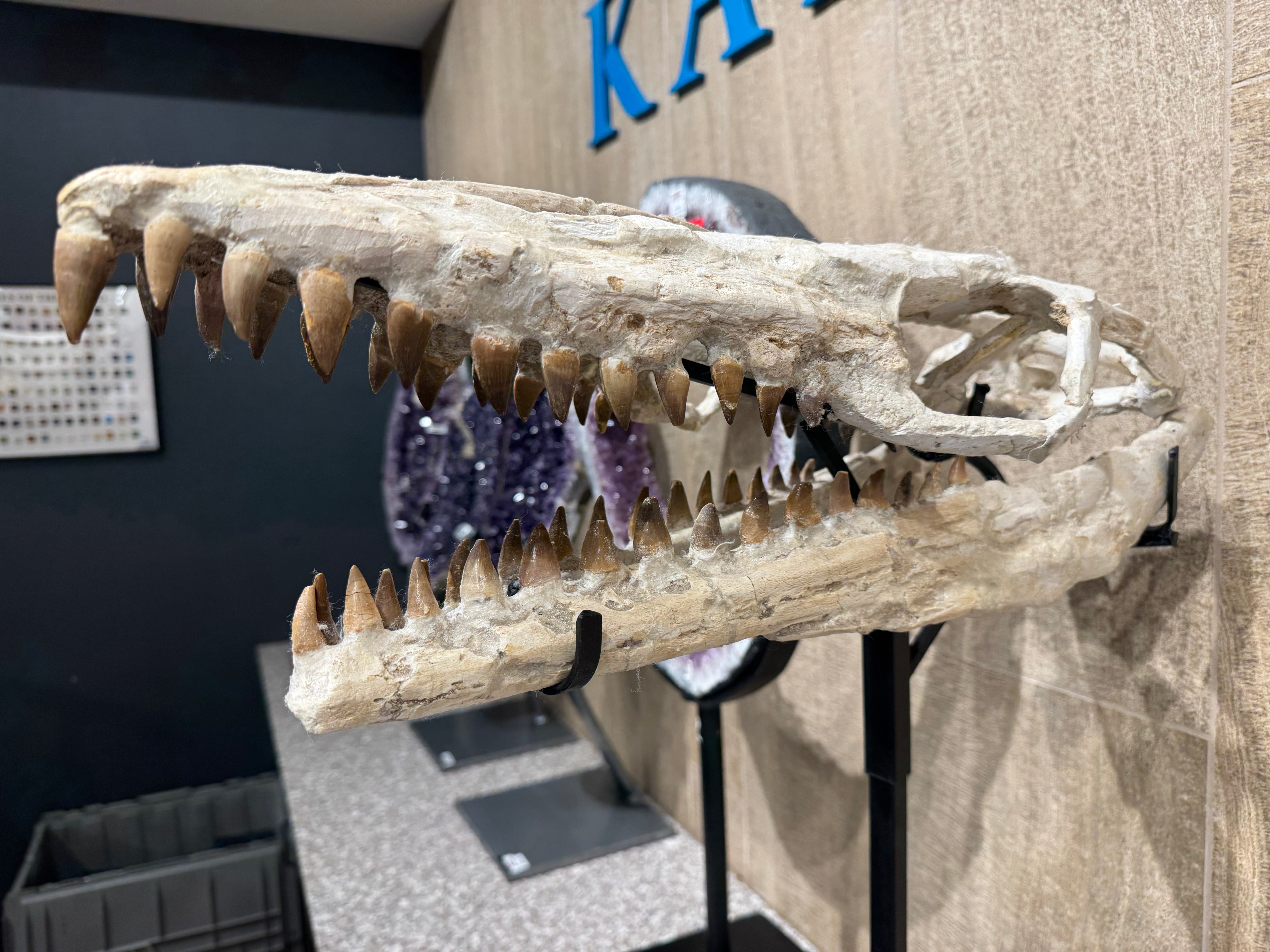 Kalifano Mosasaurus Fossils Moroccan Mosasaurus Jaw Fossil  on Custom Stand - 24" MOST32000.004