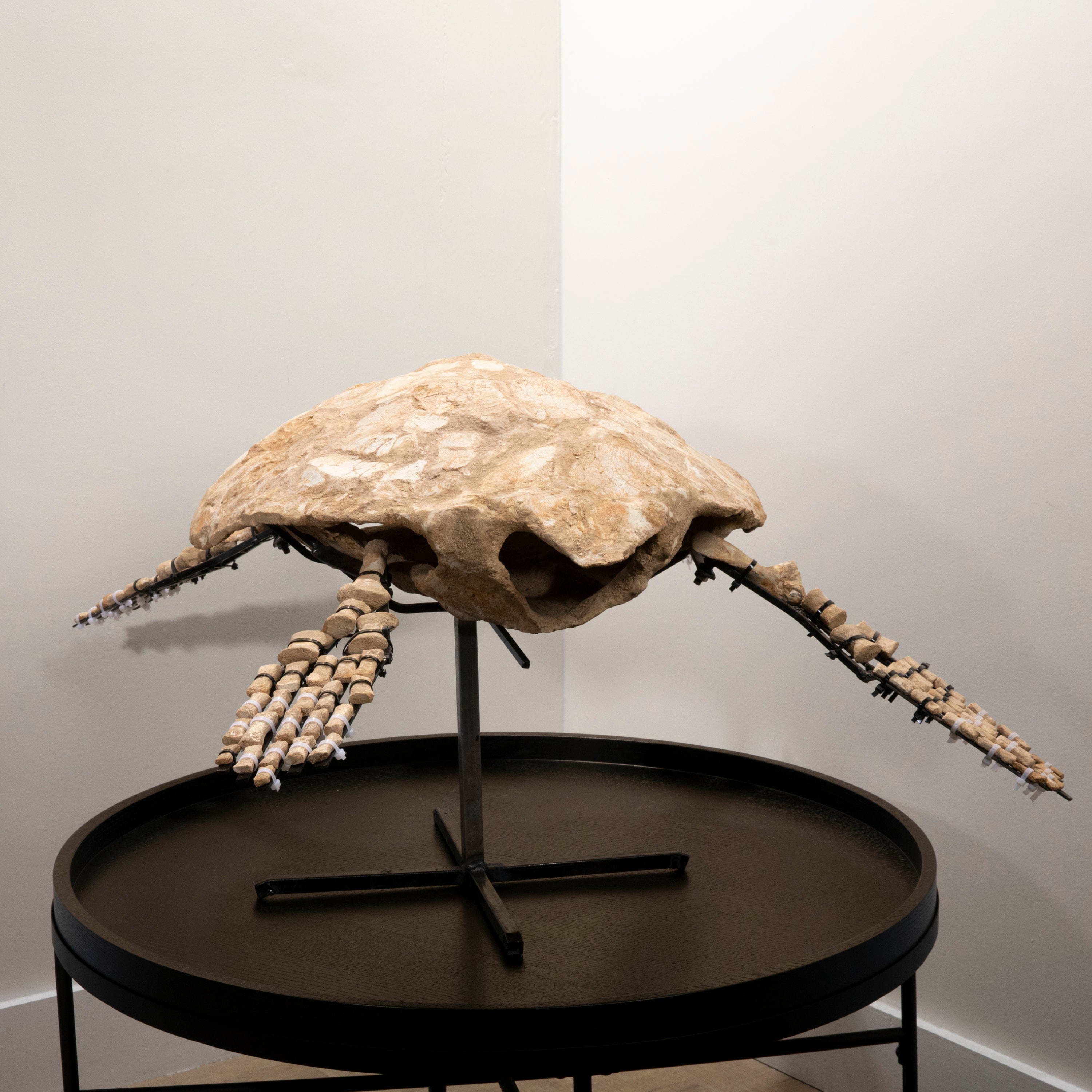 Kalifano Mosasaurus Fossils Moroccan Sea Turtle Fossil on Custom Stand - " ST80000.001