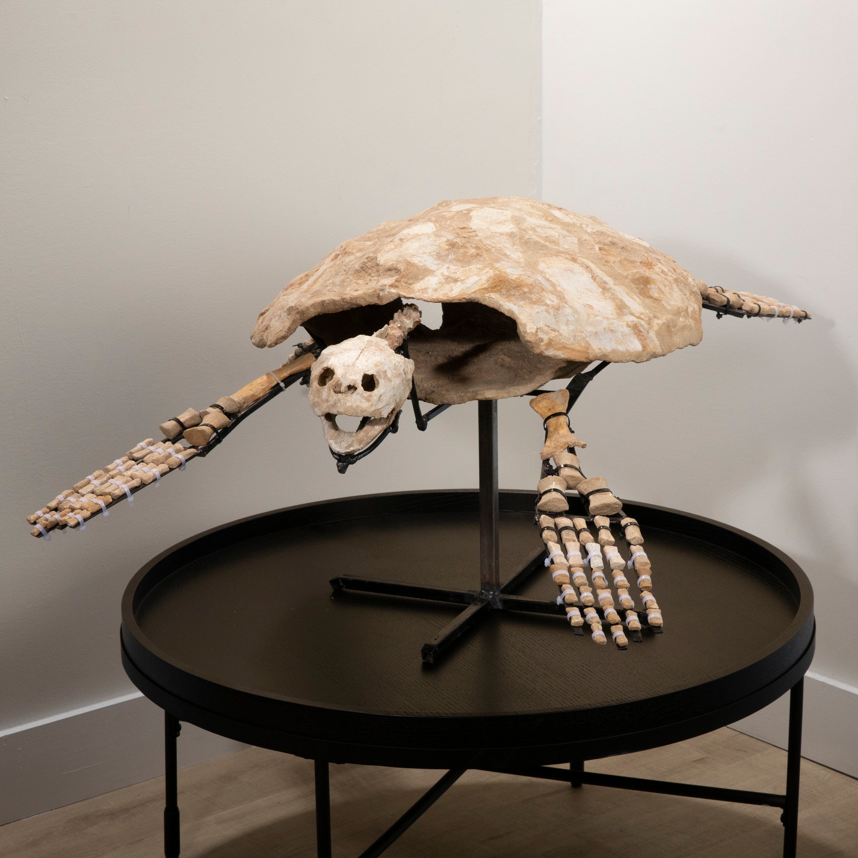 Kalifano Mosasaurus Fossils Moroccan Sea Turtle Fossil on Custom Stand - " ST80000.001