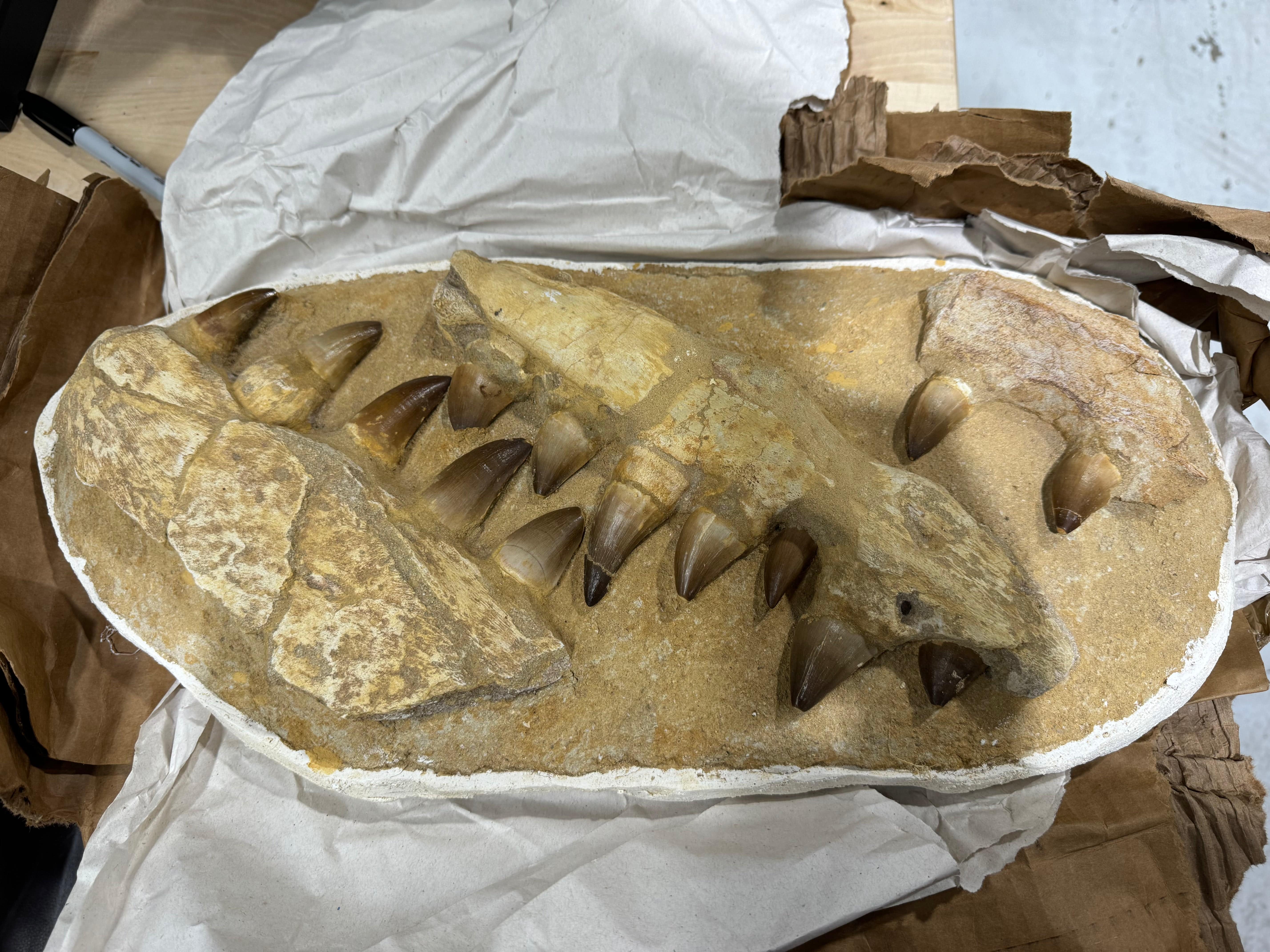 Kalifano Mosasaurus Fossils Morocco Mosasaurus Jaw and Teeth Fossil  - 20 in MOST6800.001