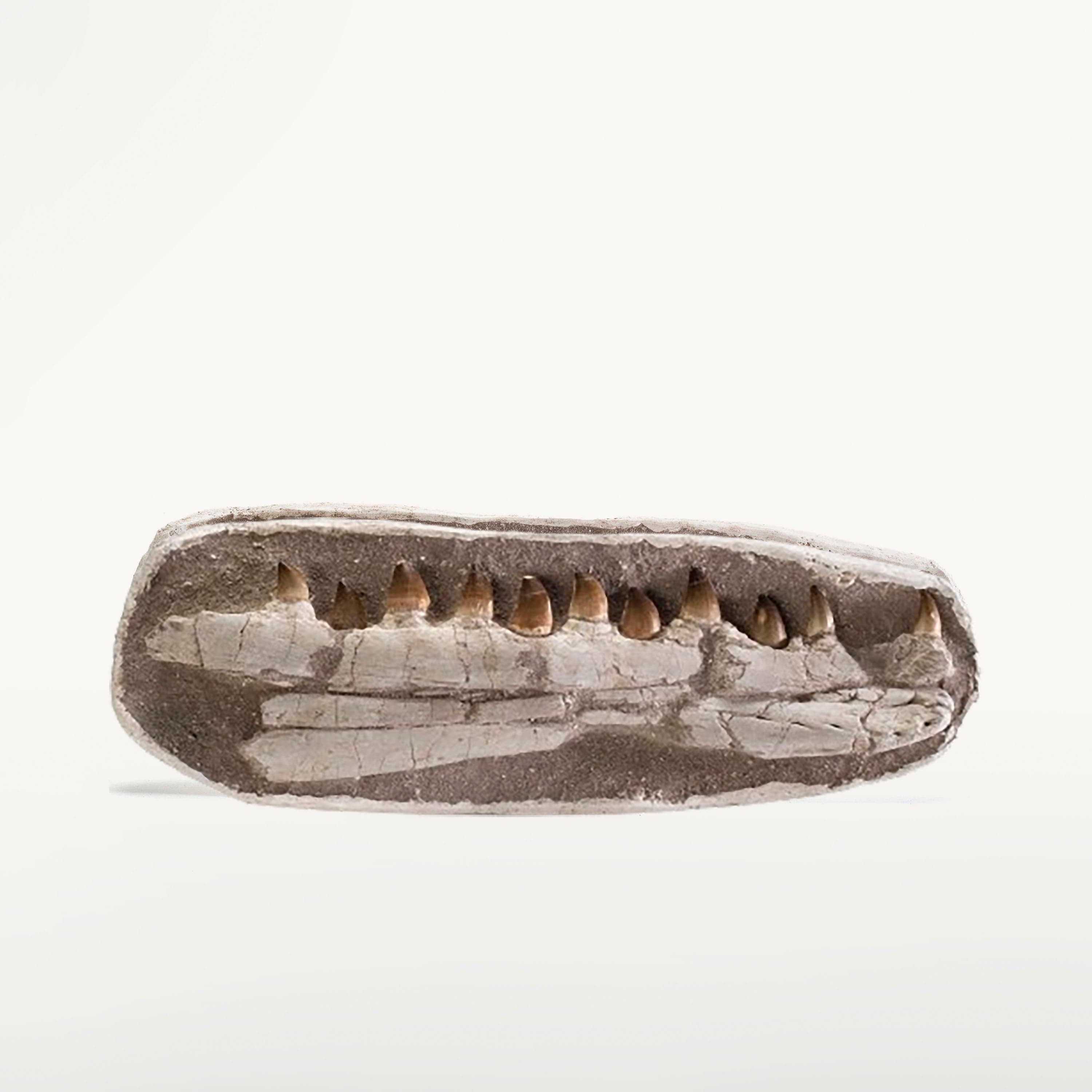 Kalifano Mosasaurus Fossils Morocco Mosasaurus Jaw and Teeth Fossil  - 24 in MOST6000.002