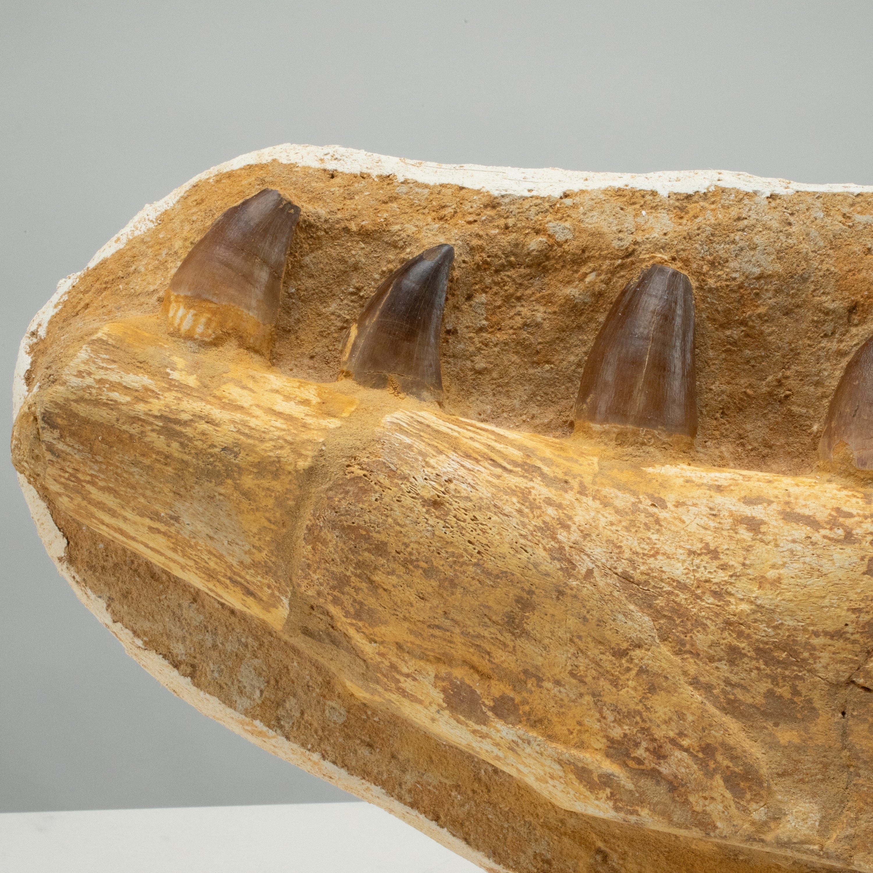 Kalifano Mosasaurus Fossils Mosasaurus Jaw and Teeth Fossil in Matrix - 20in. MOST7000.001