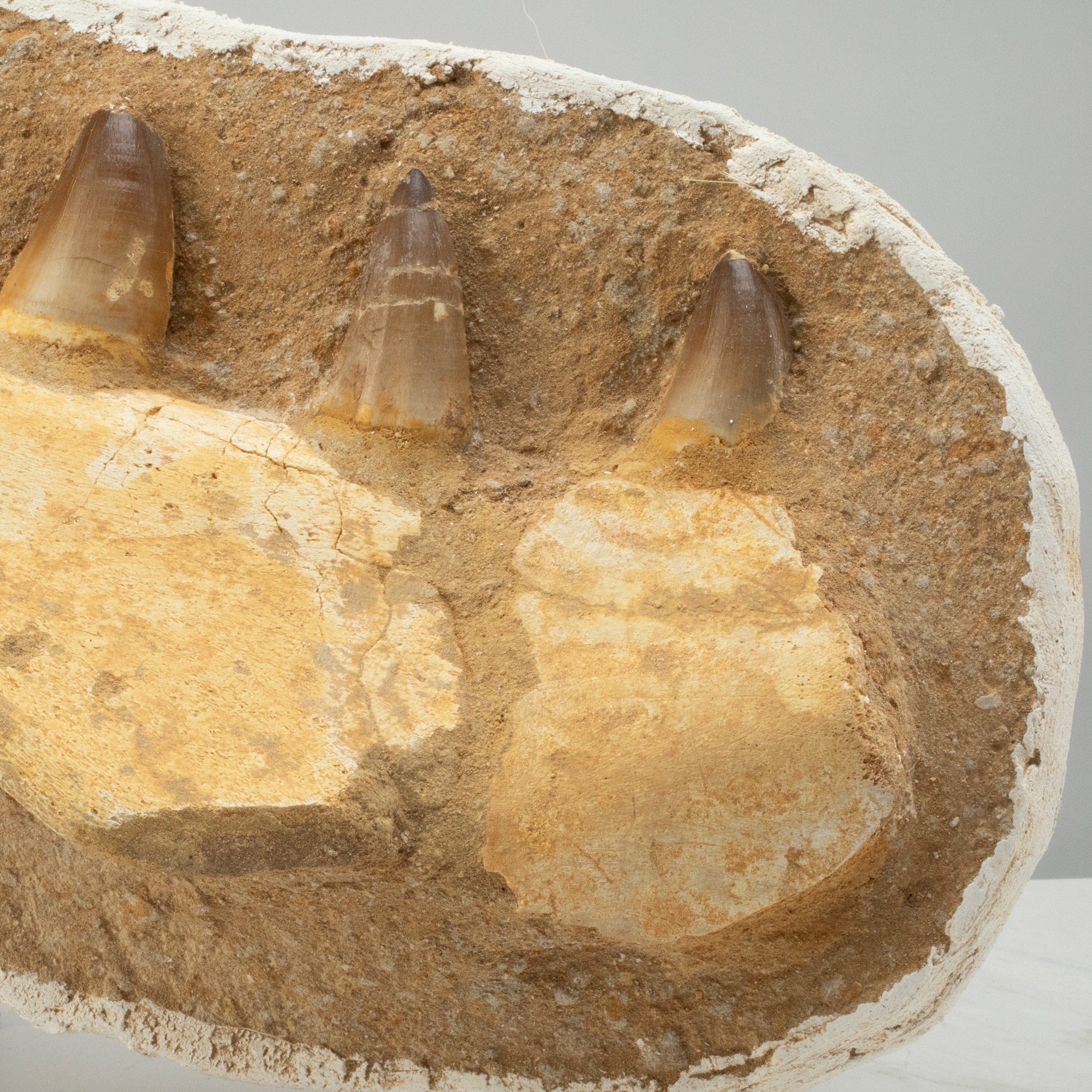 Kalifano Mosasaurus Fossils Mosasaurus Jaw and Teeth Fossil in Matrix - 20in. MOST7600.003