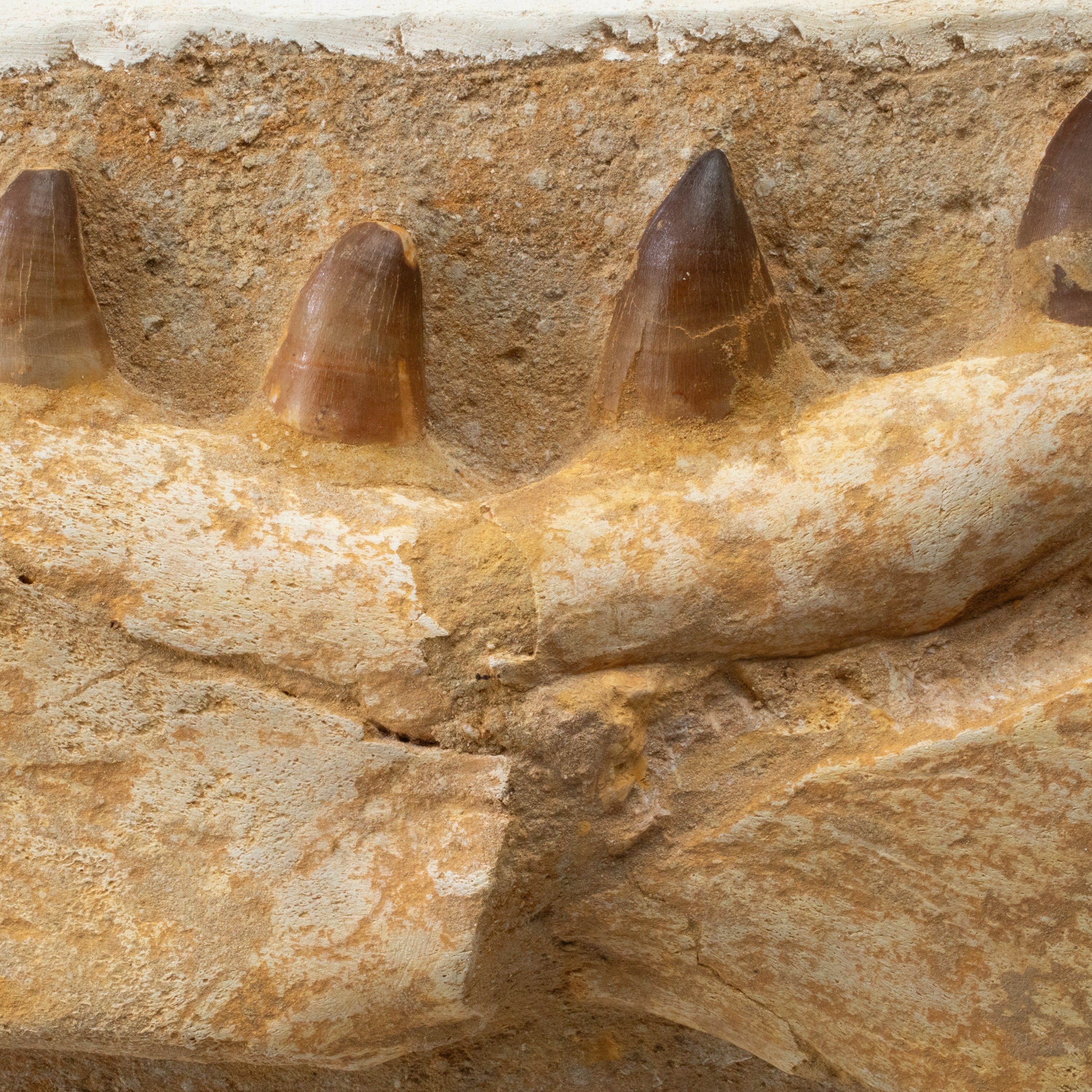 Kalifano Mosasaurus Fossils Mosasaurus Jaw and Teeth Fossil in Matrix - 23in. MOST7600.002