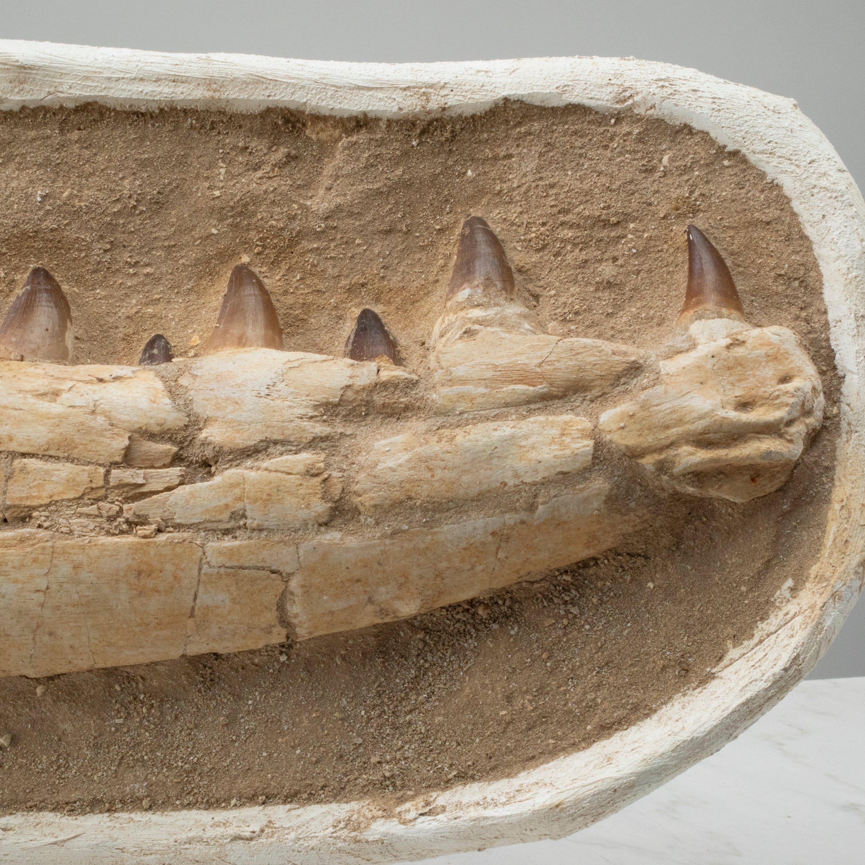 Kalifano Mosasaurus Fossils Mosasaurus Jaw and Teeth Fossil in Matrix - 23in. MOST8000.005