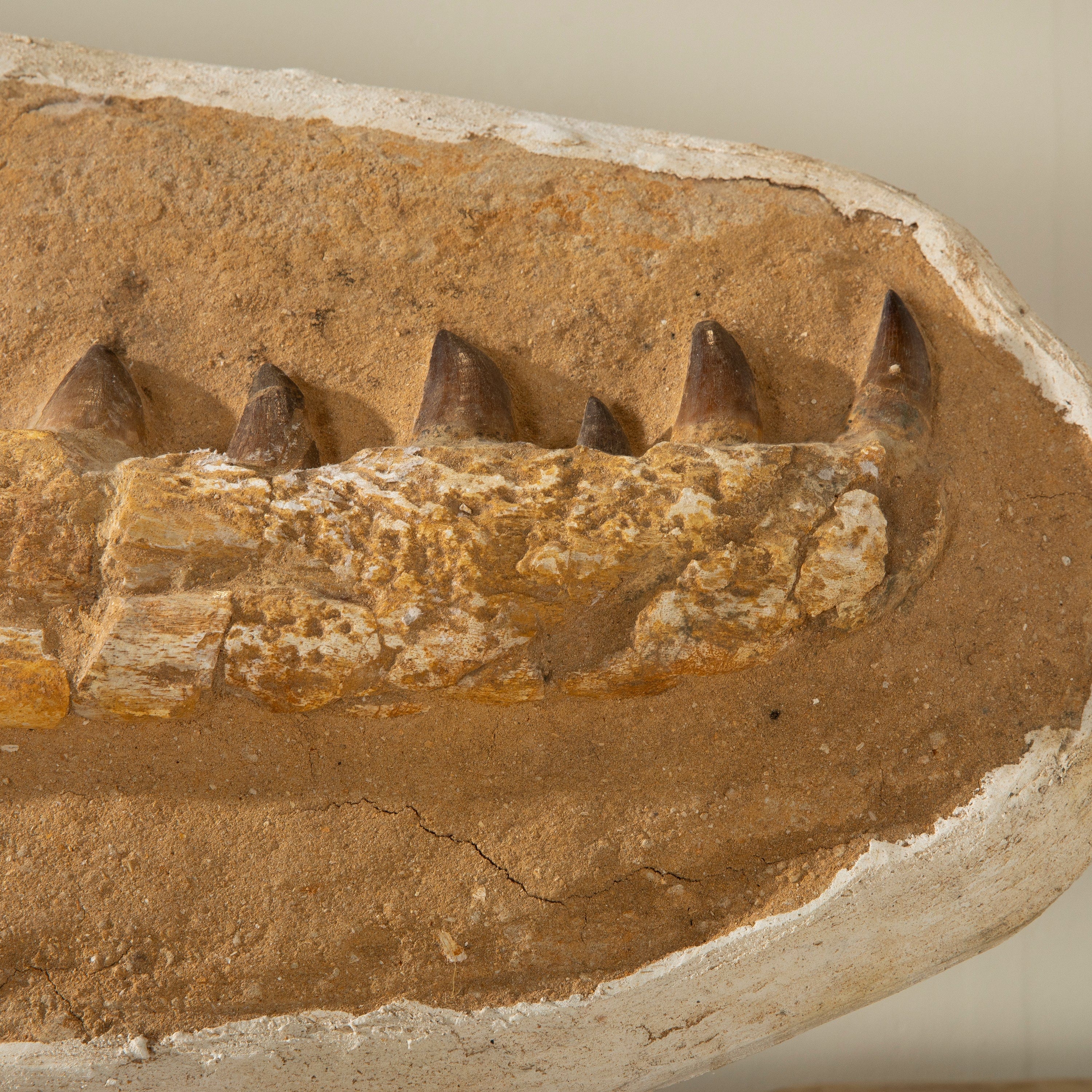Kalifano Mosasaurus Fossils Mosasaurus Jaw and Teeth Fossil in Matrix - 36in. MOST12000.003