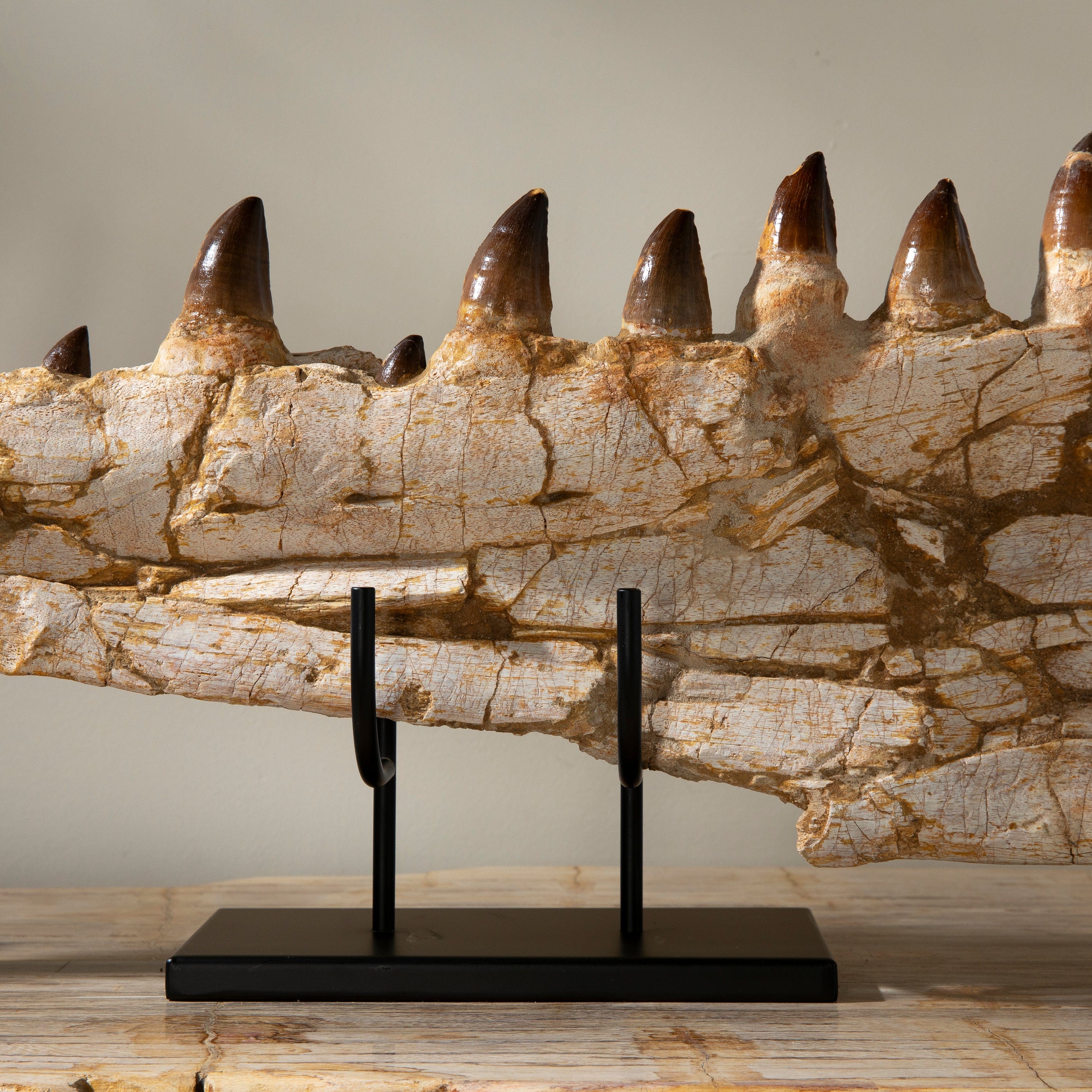 Kalifano Mosasaurus Fossils Mosasaurus Jaw and Teeth Fossil in Matrix - 53in. MOST22000.001