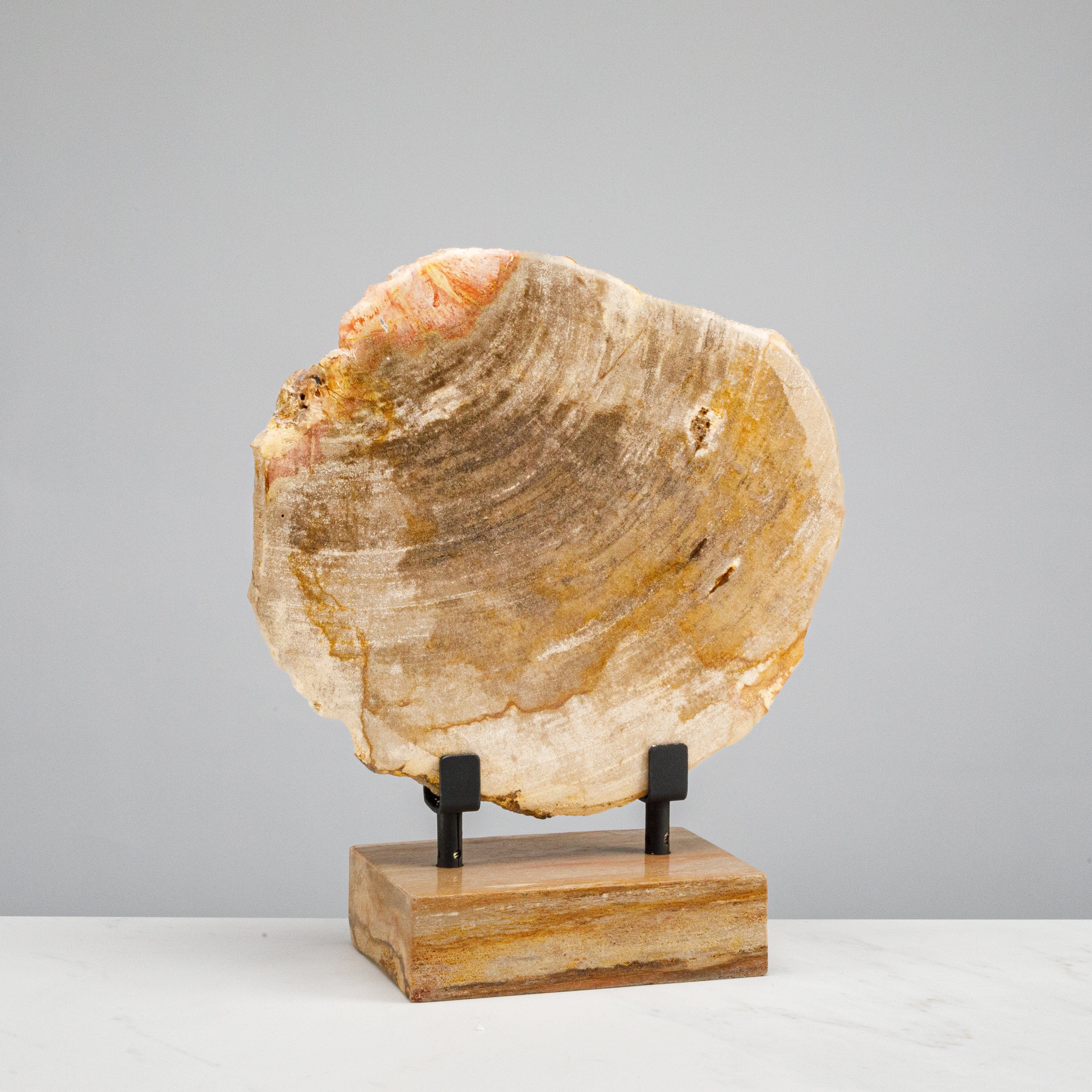Kalifano Petrified Wood 12" Brown Petrified Wood Slice on Stand PWSS350-BN