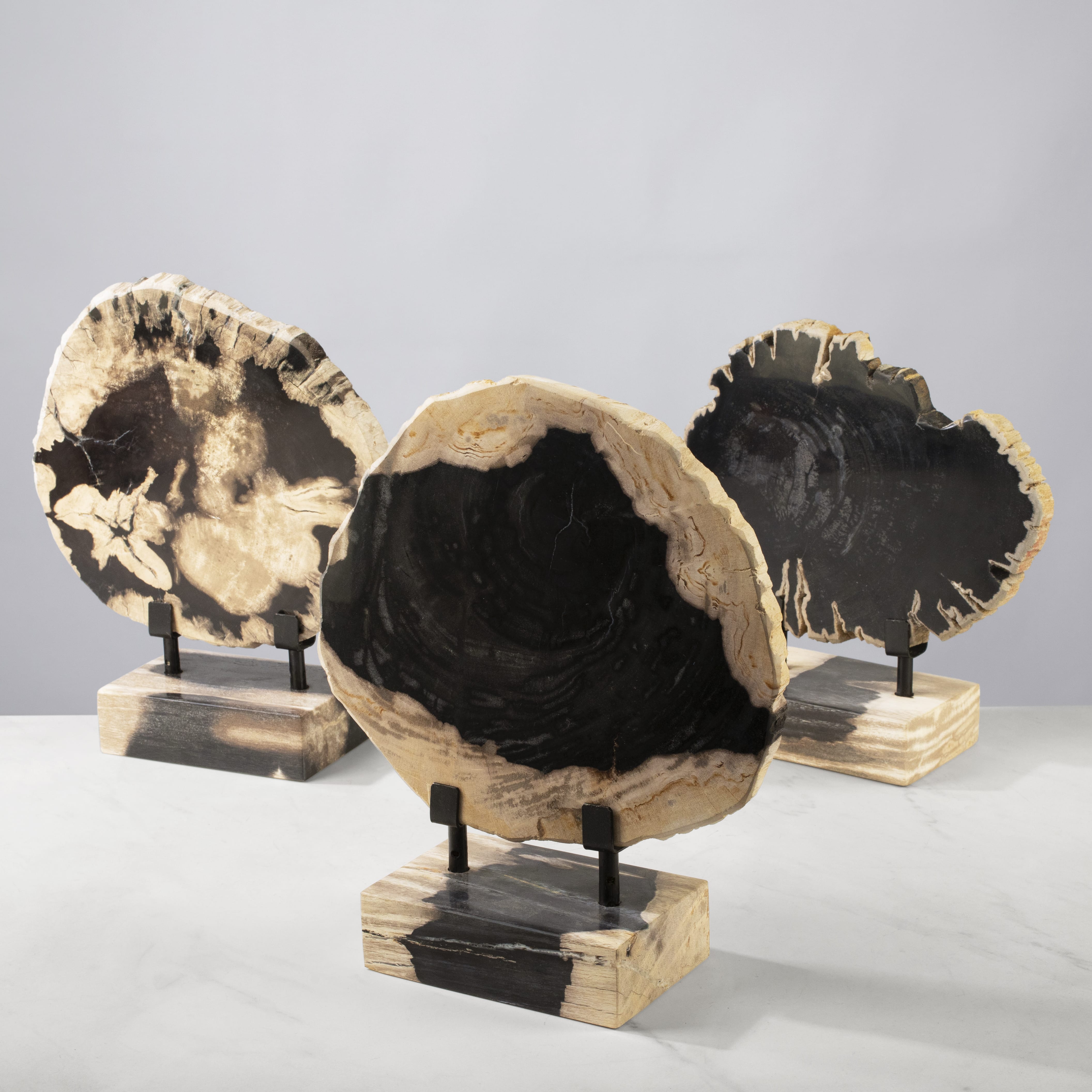 Kalifano Petrified Wood 12" Petrified Wood Slice on Stand PWSS350-MIX