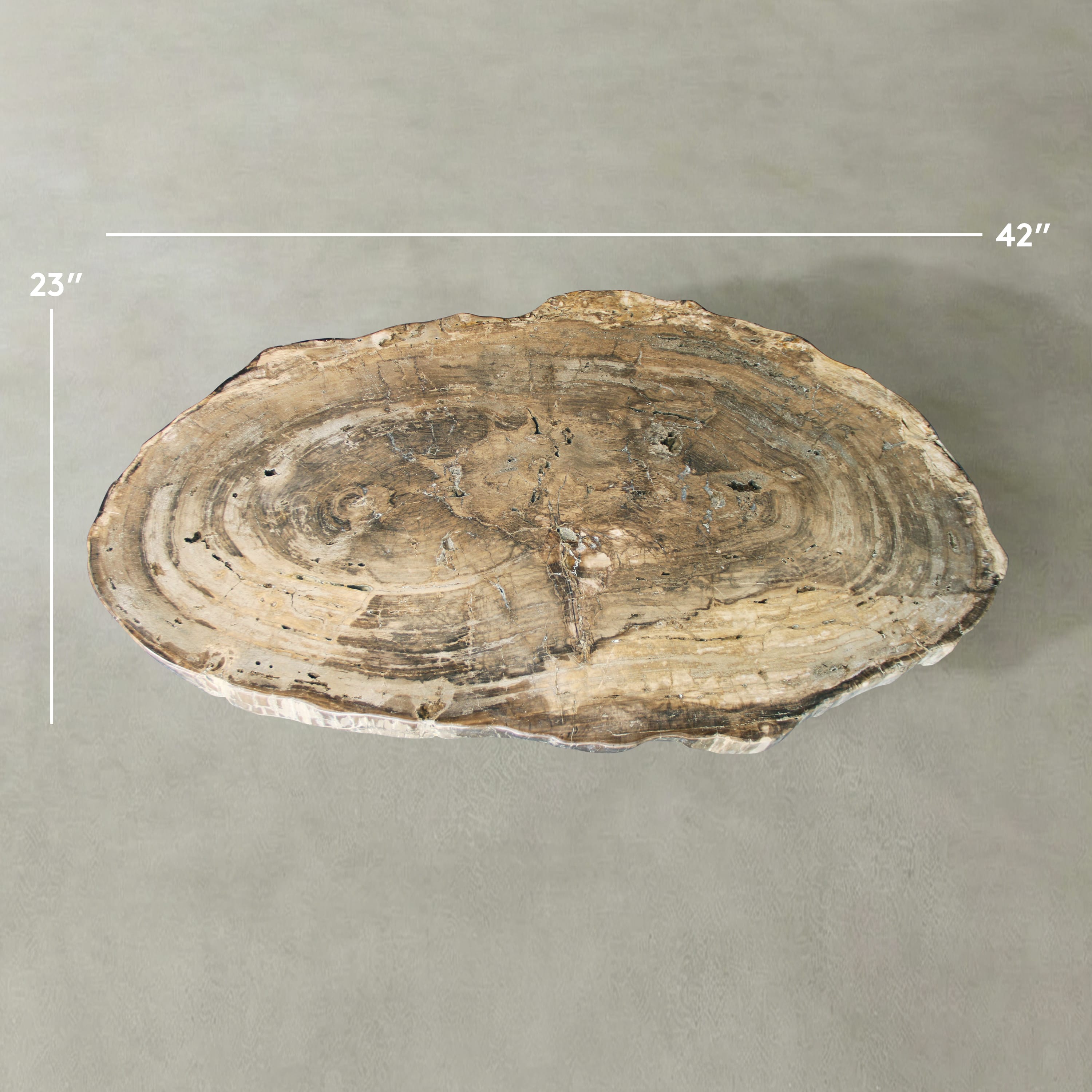 Kalifano Petrified Wood Natural Petrified Wood Round Slab Coffee Table from East Indonesia - 42" / 183 lbs PWT11250.001