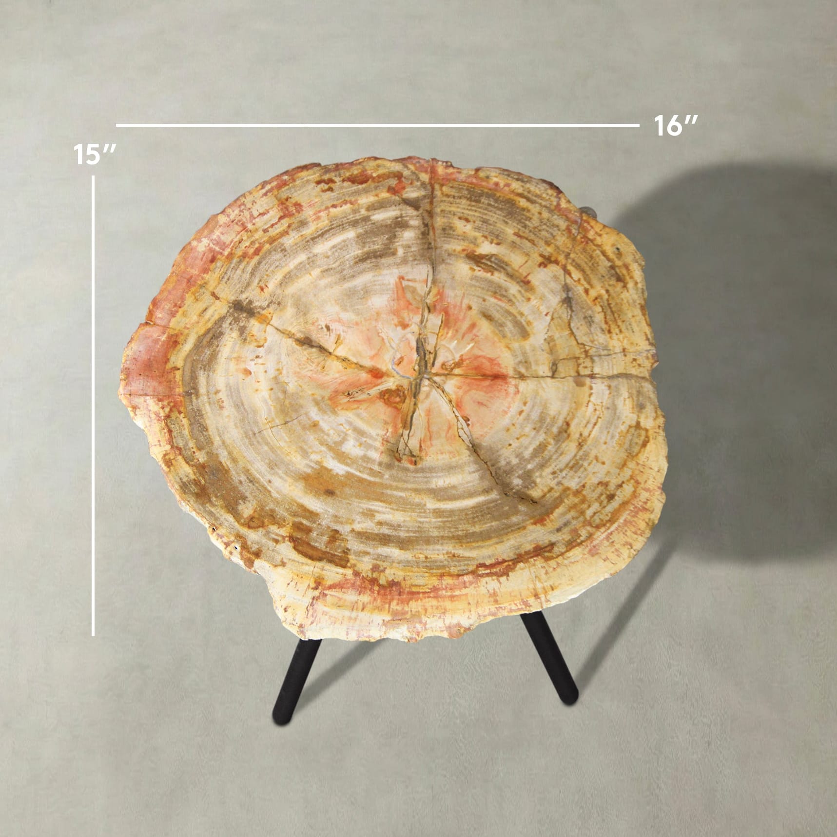 Kalifano Petrified Wood Natural Petrified Wood Round Slab Coffee Table from Indonesia - 16" / 20 lbs PWT1300.002