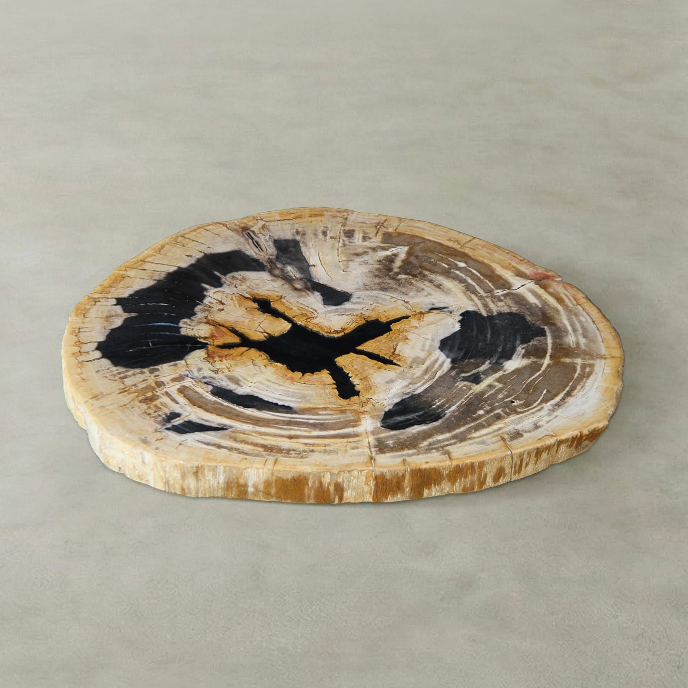 Kalifano Petrified Wood Natural Petrified Wood Round Slab Coffee Table from Indonesia - 28" / 99 lbs PWT4100.005