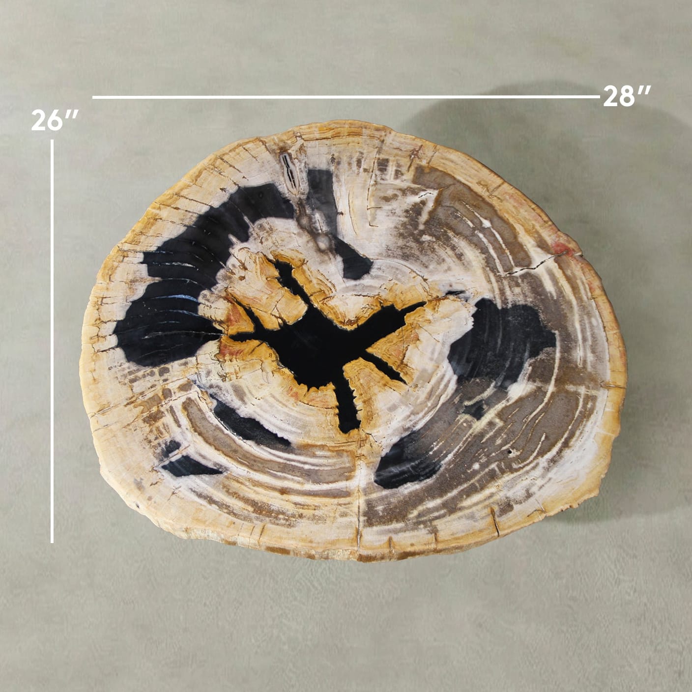 Kalifano Petrified Wood Natural Petrified Wood Round Slab Coffee Table from Indonesia - 28" / 99 lbs PWT4100.005